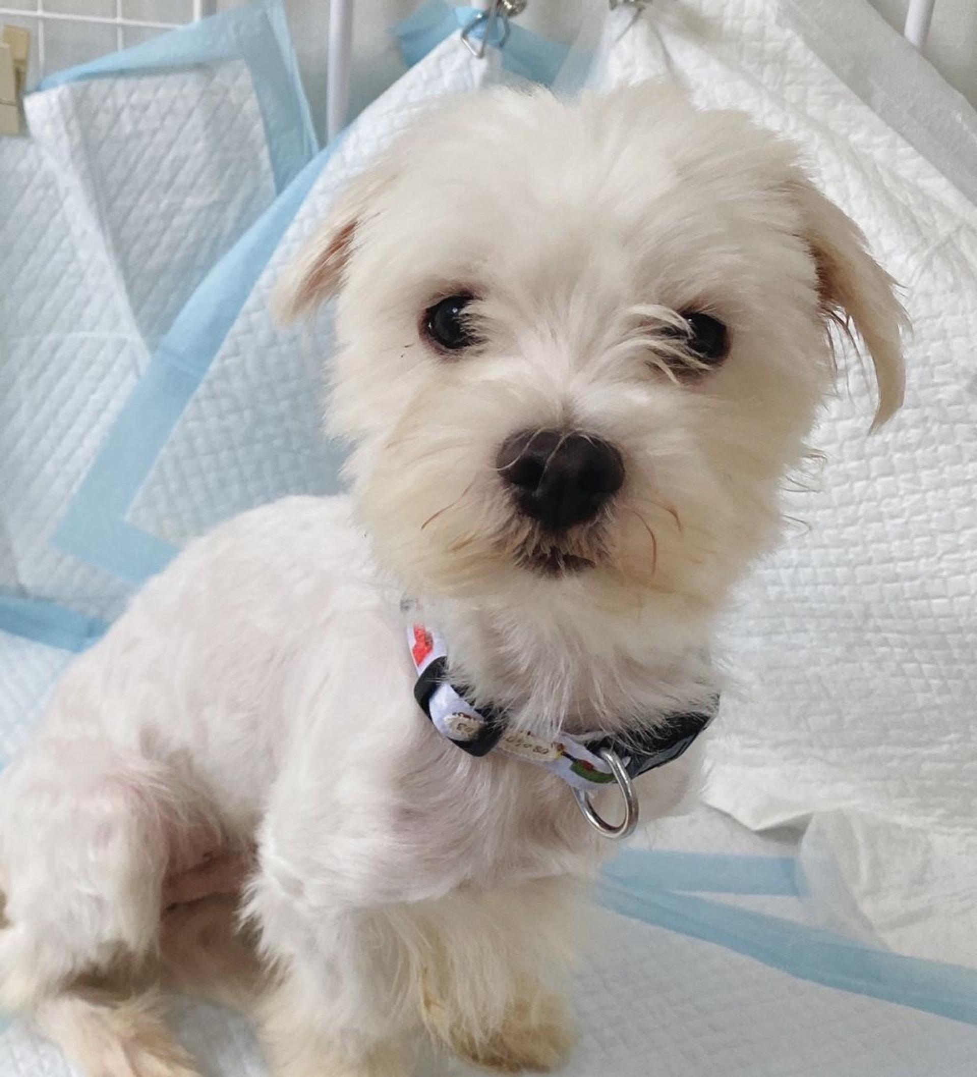 pet-image-2