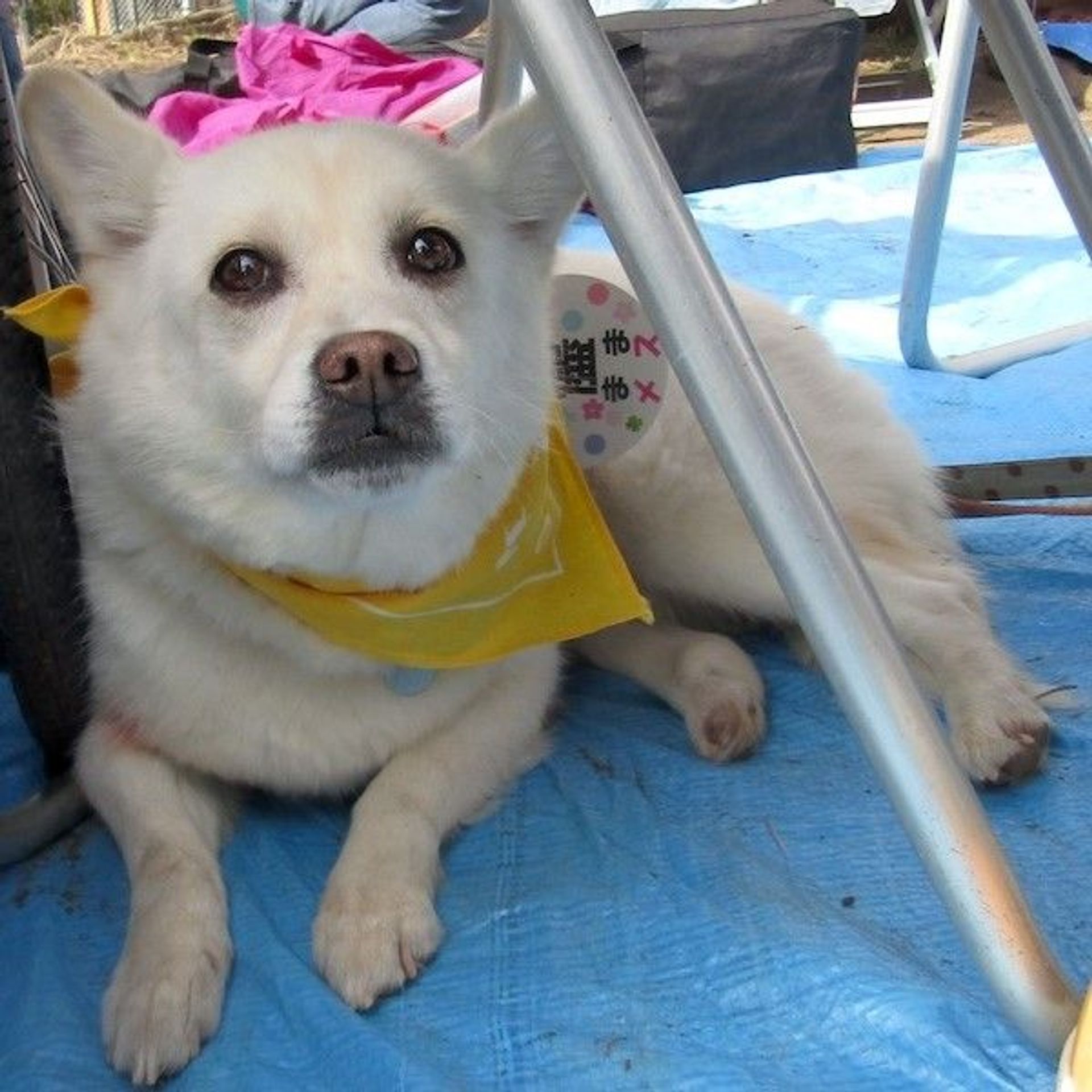 雑種（ミックス犬）・メスの里親募集の写真