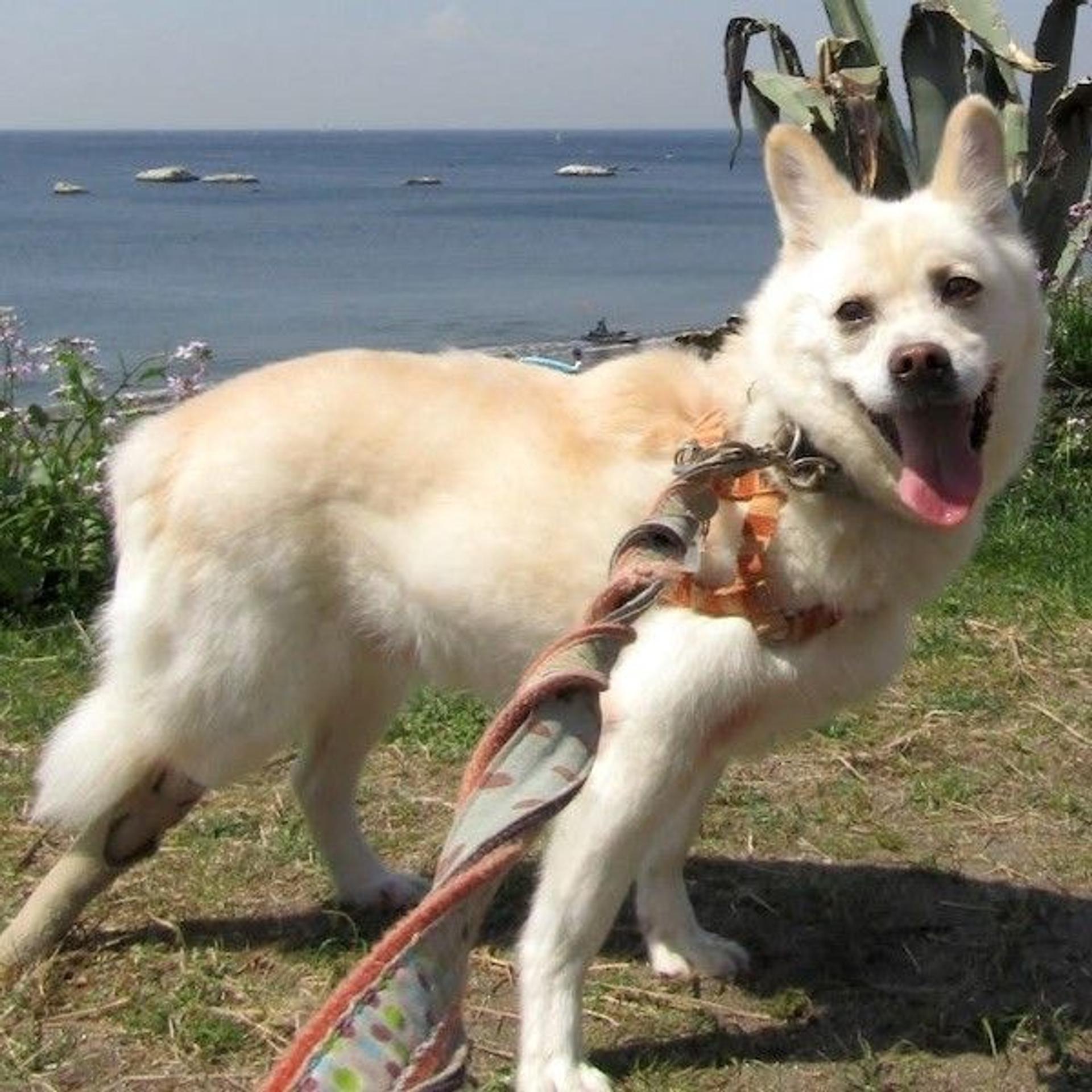 pet-image-3