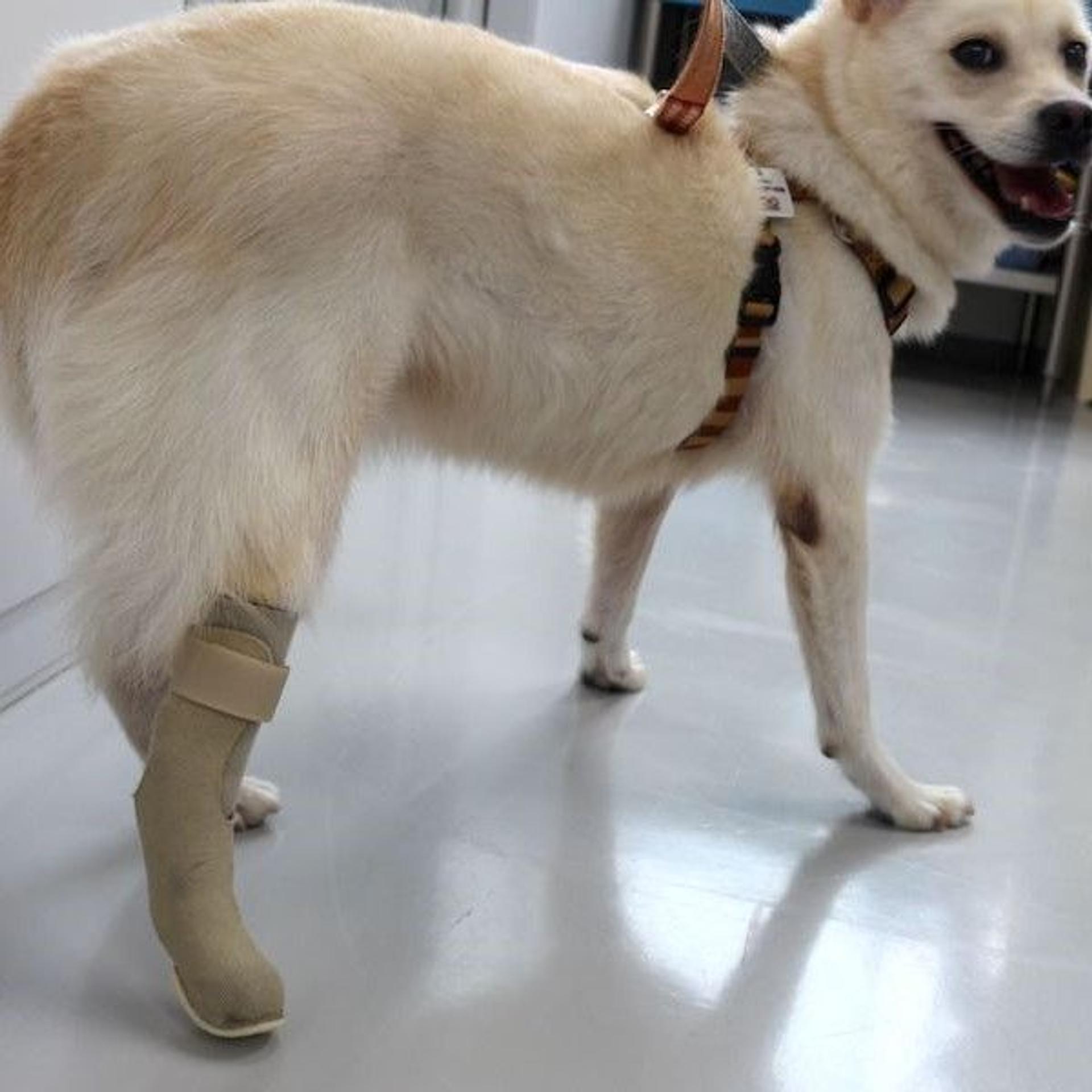 pet-image-4