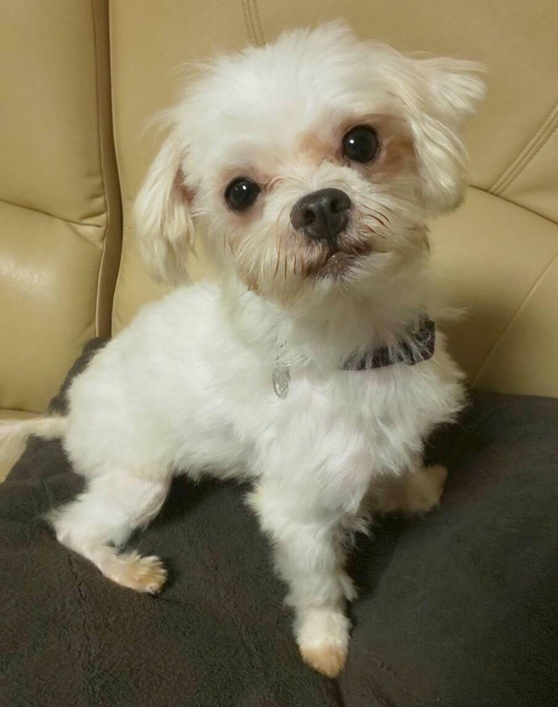 pet-image-3
