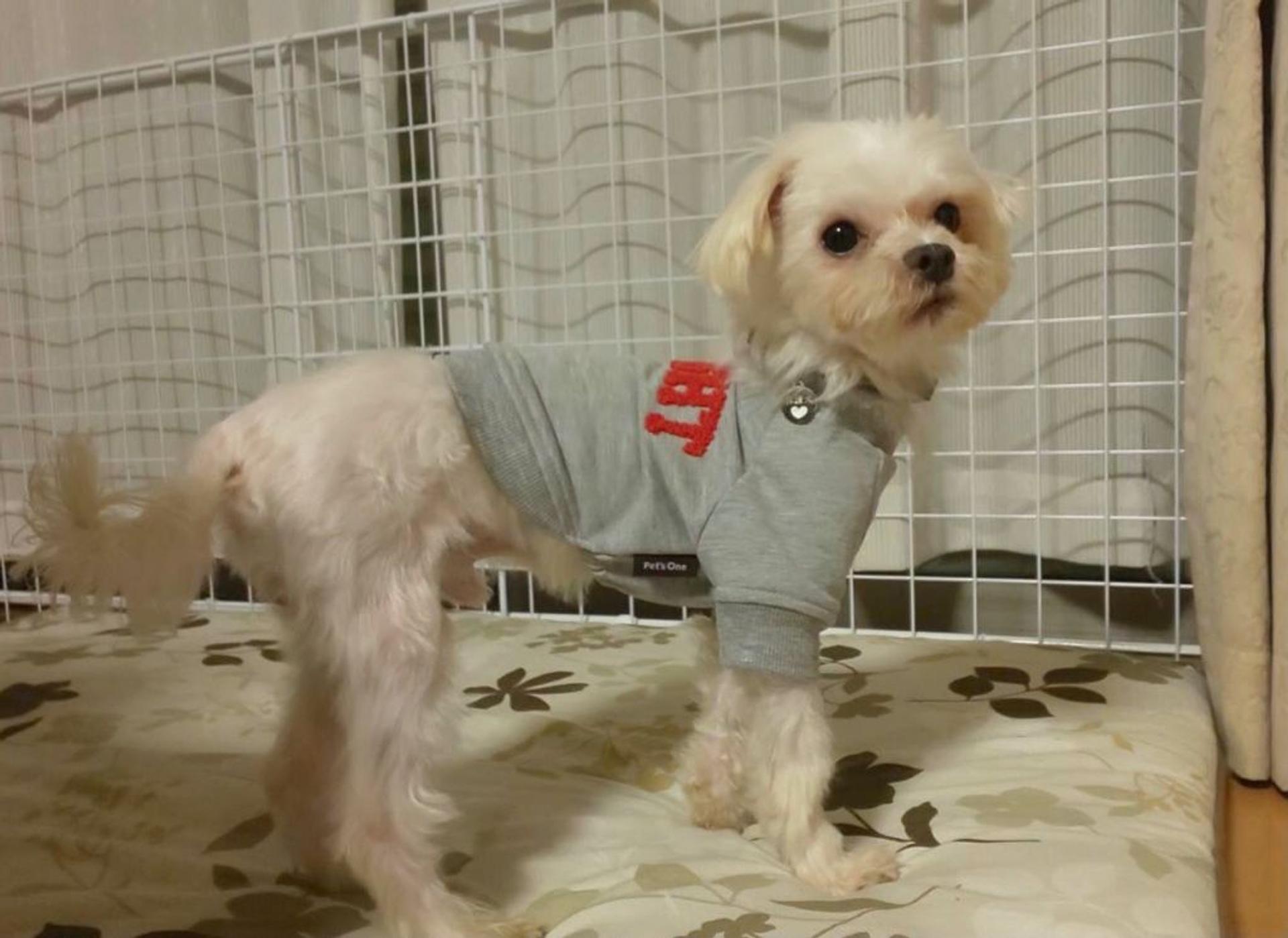 pet-image-4