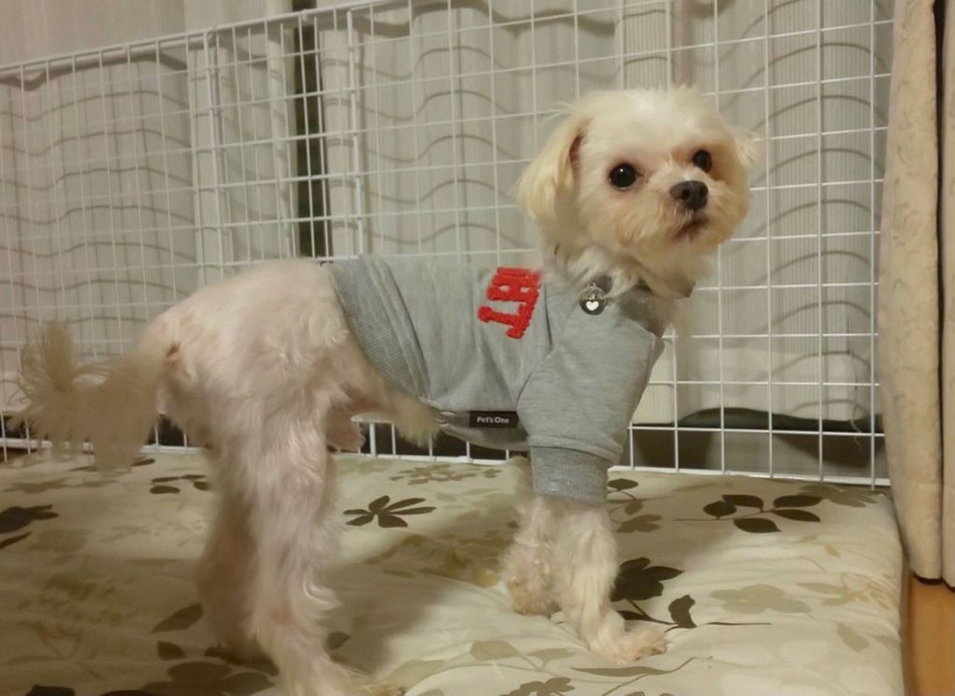 pet-image-4
