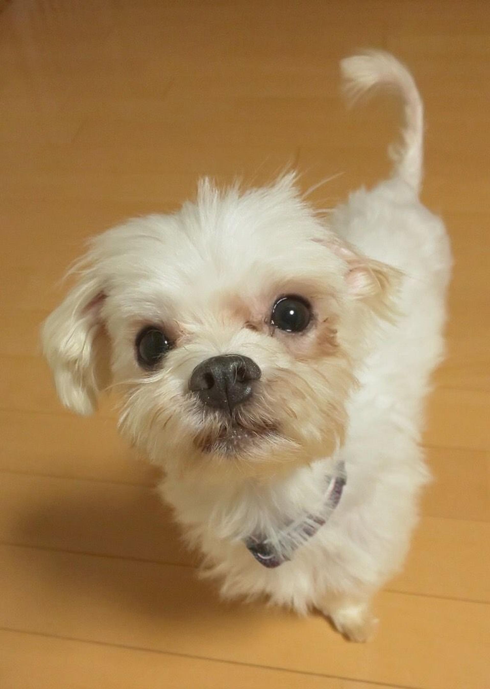 pet-image-5