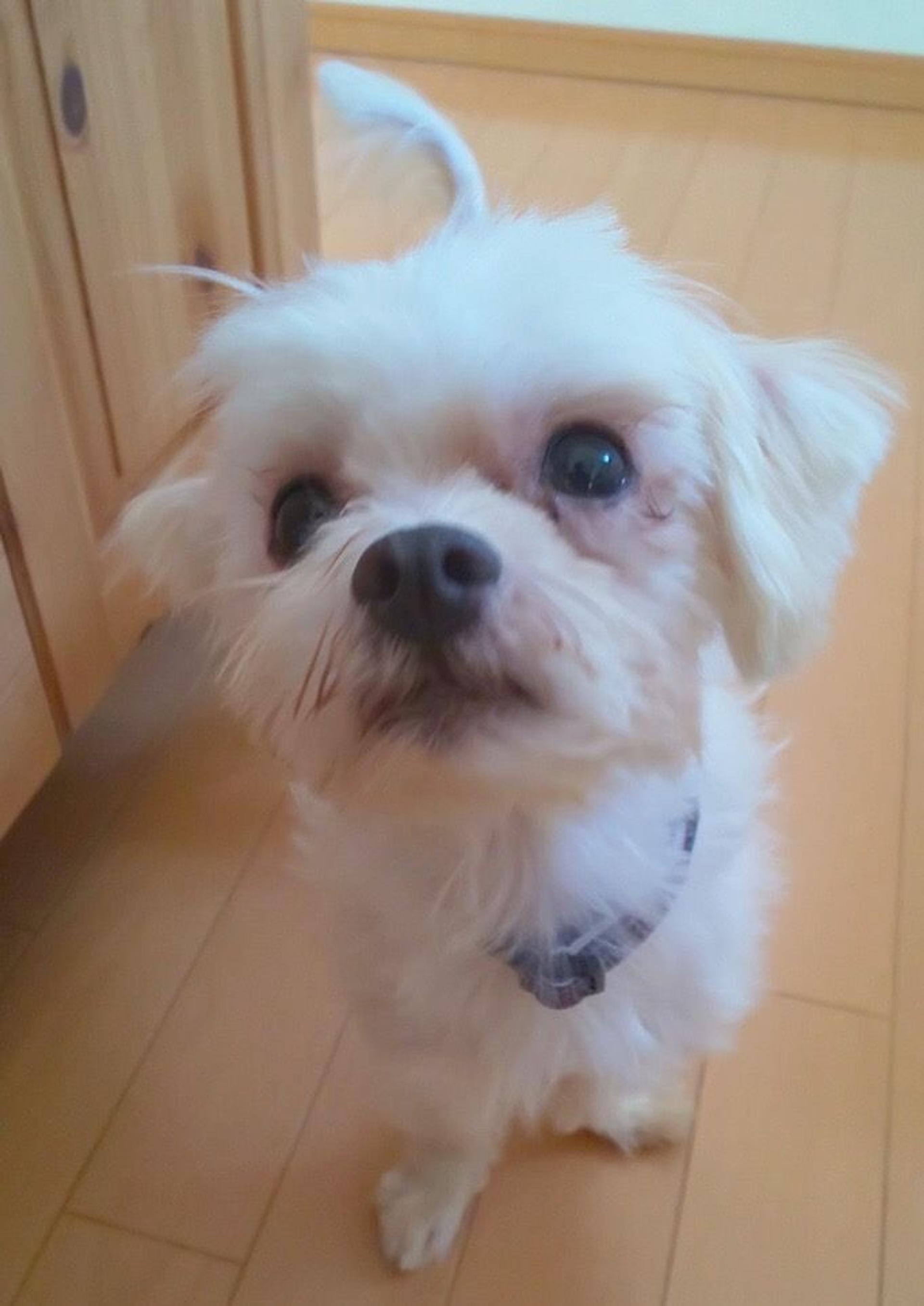 pet-image-6