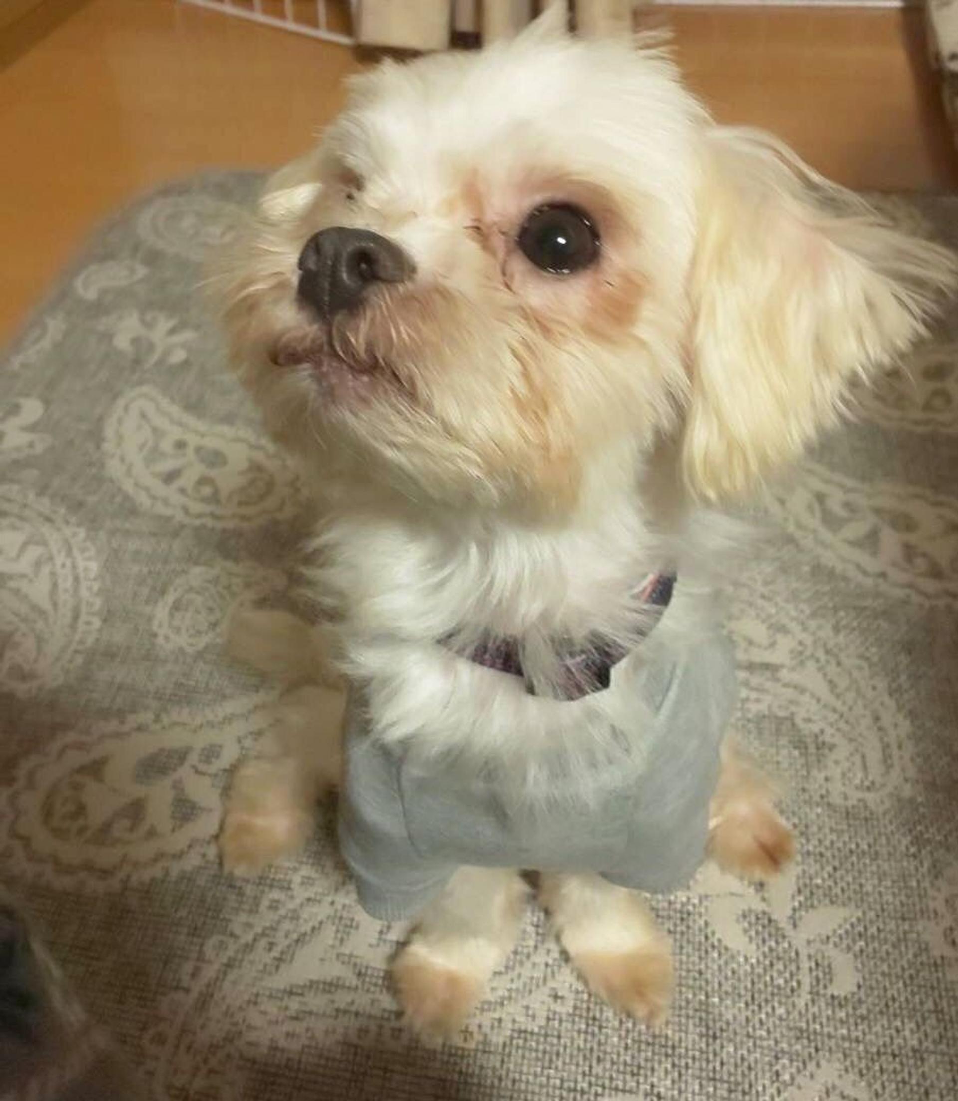 pet-image-7