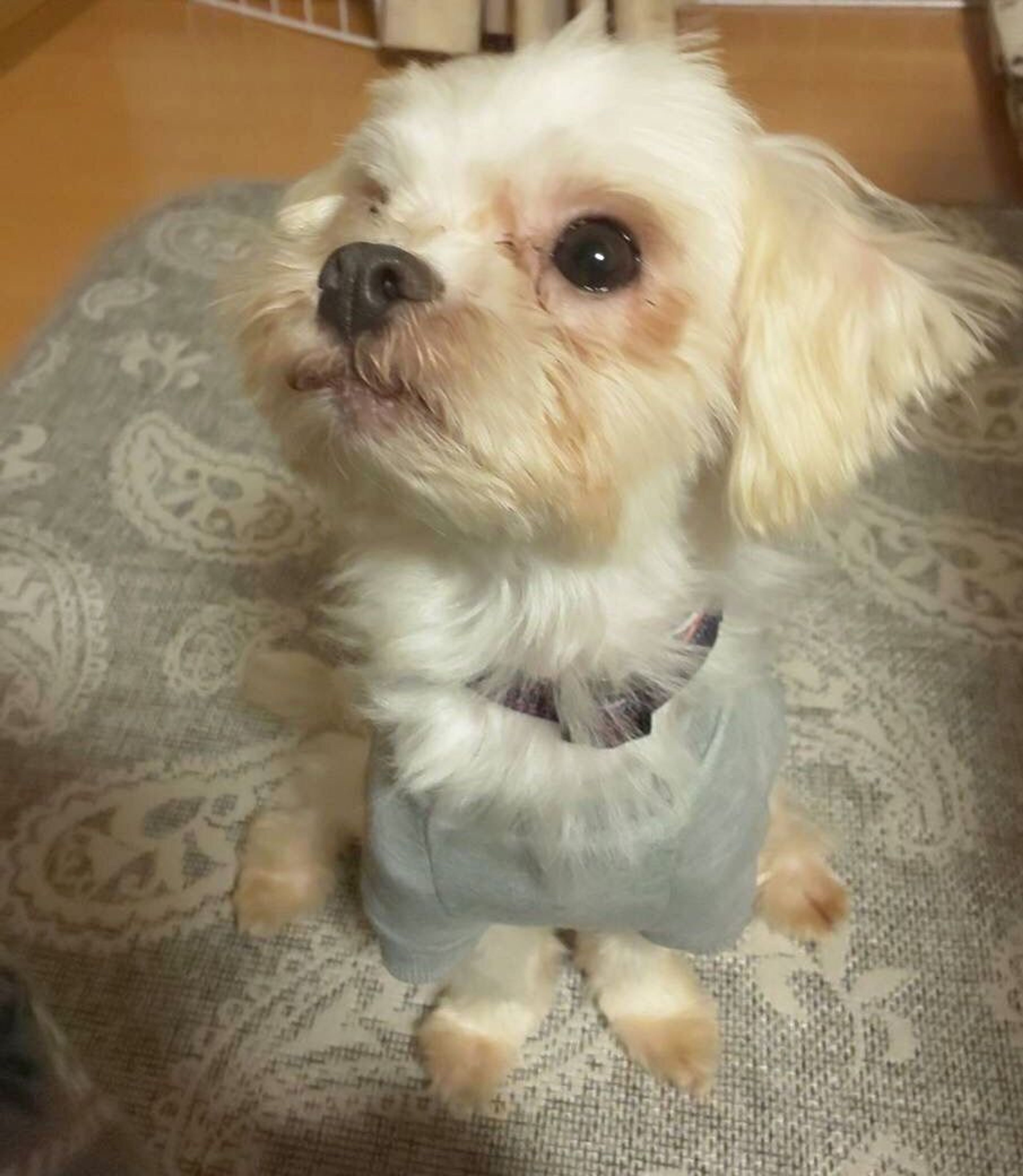 pet-image-7