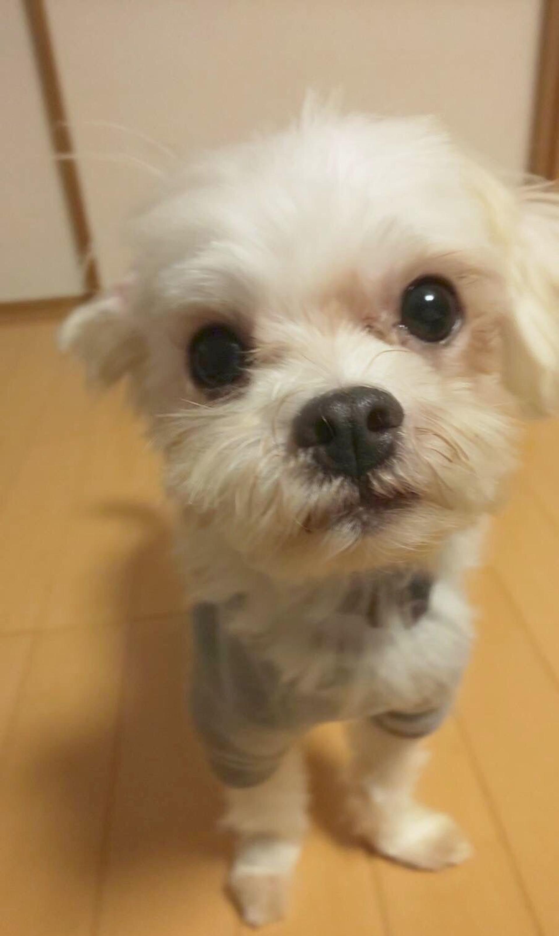 pet-image-8