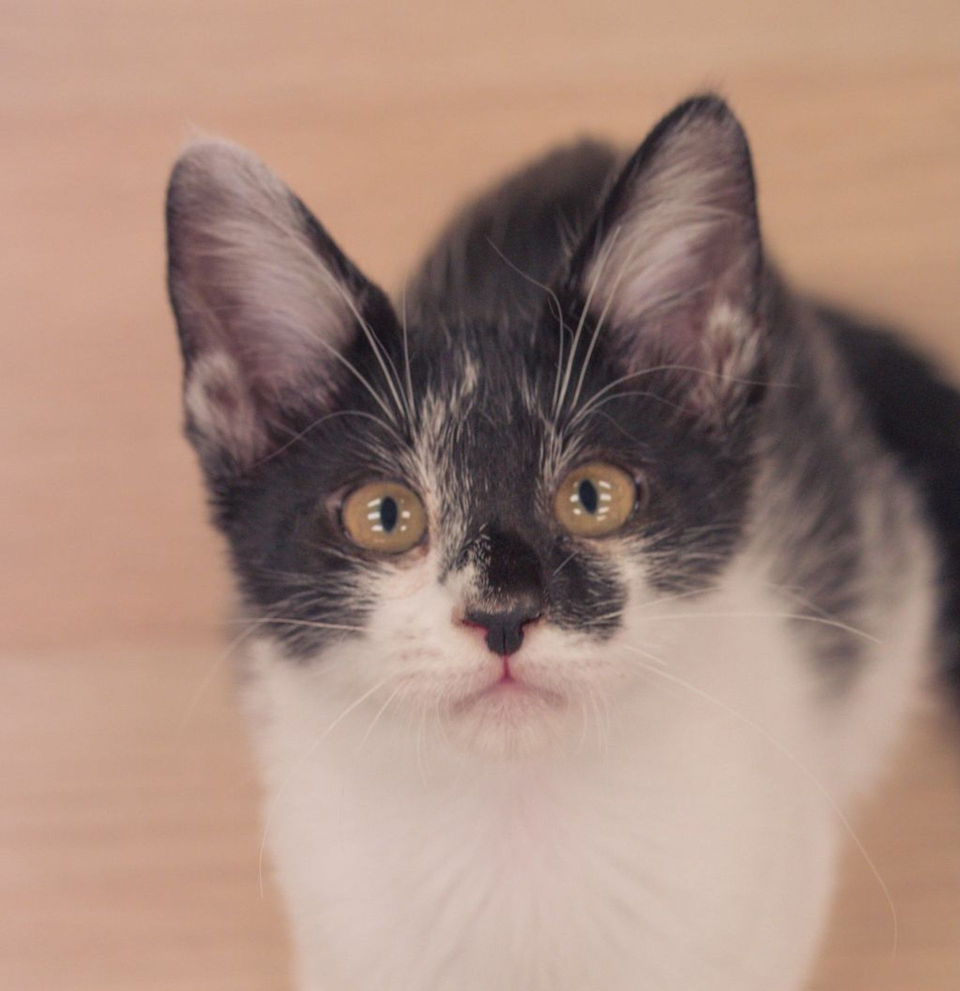 雑種（ミックス猫）・メスの里親募集の写真