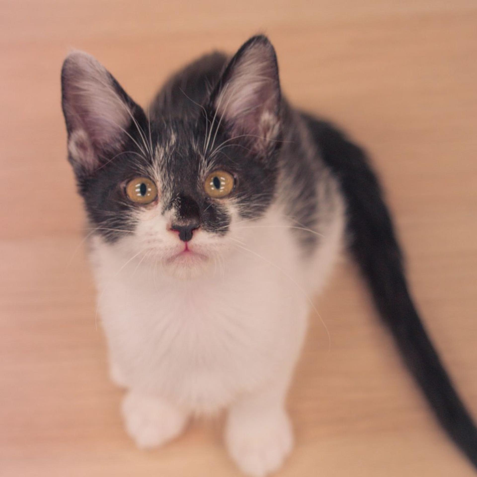 pet-image-2