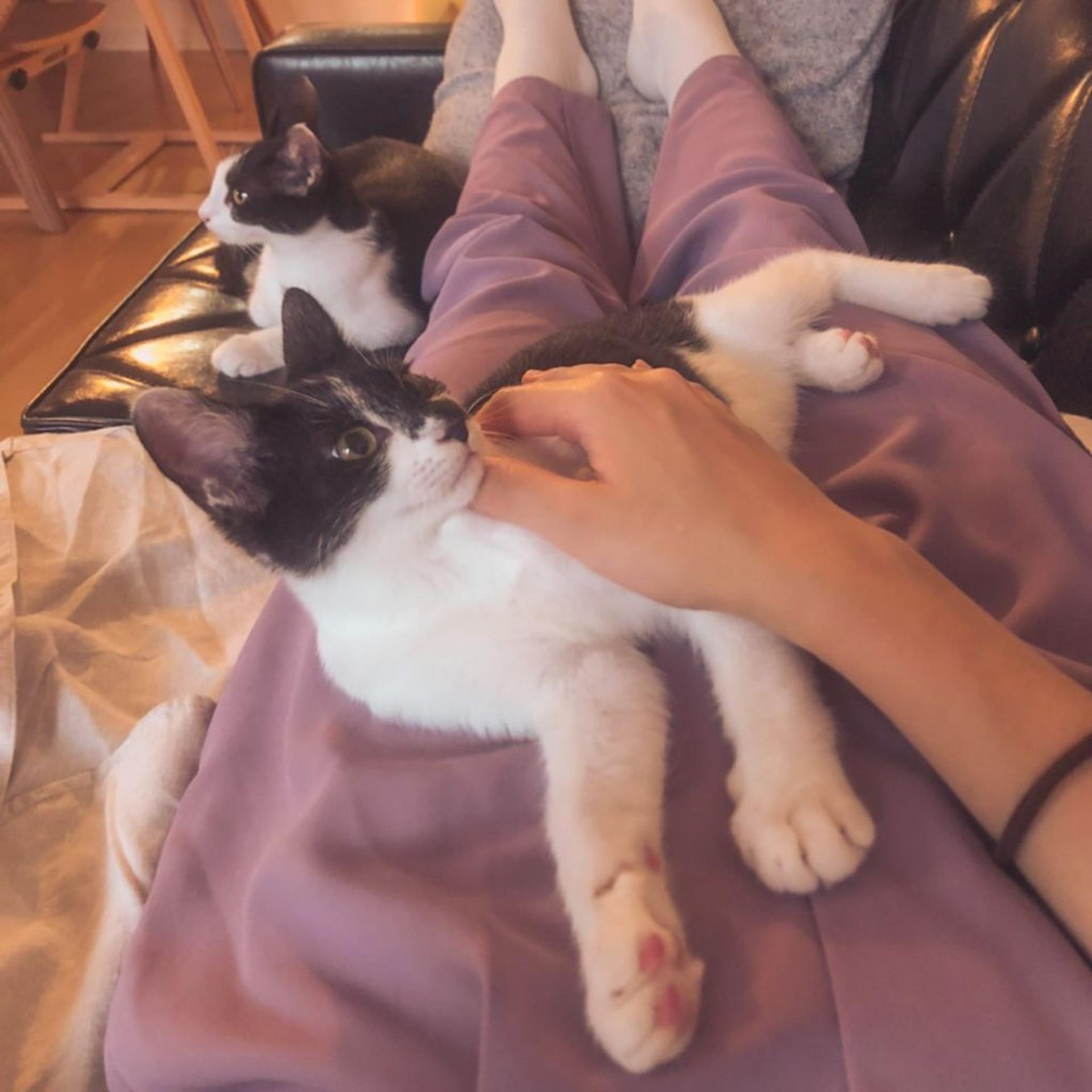 pet-image-4