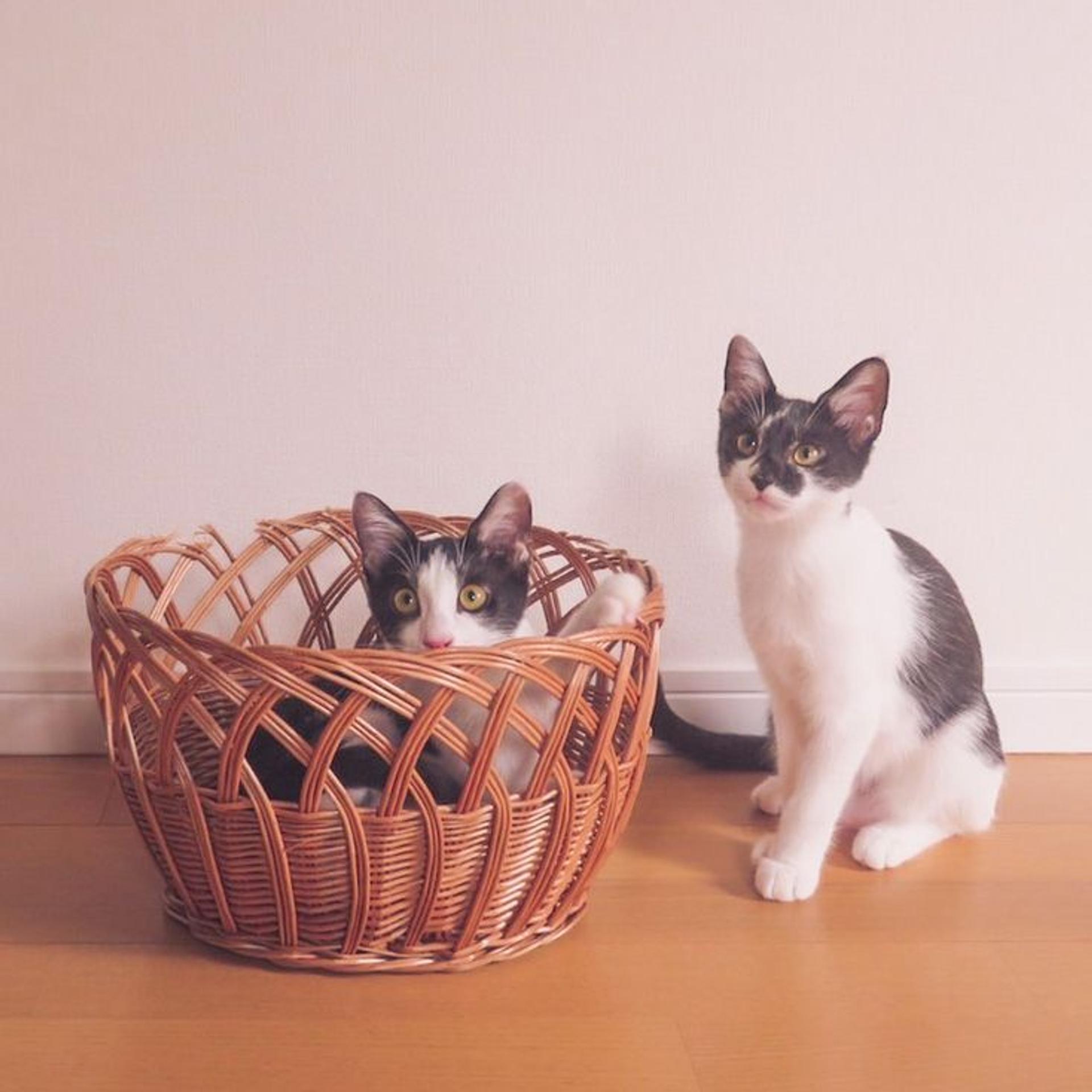 pet-image-6