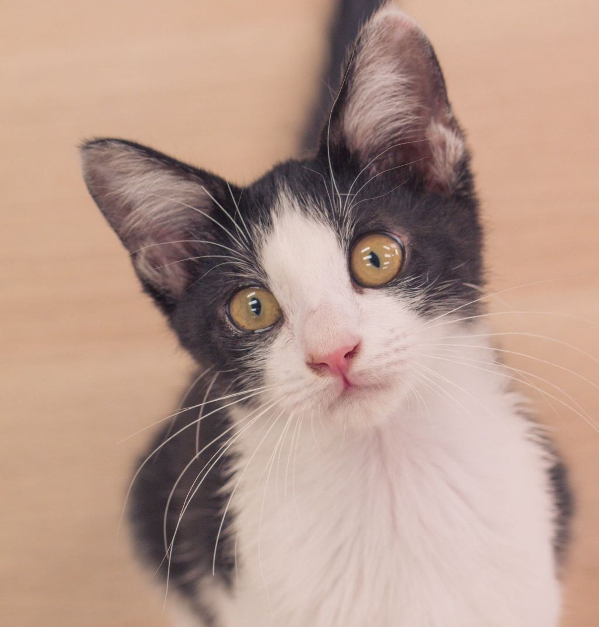 雑種（ミックス猫）・オスの里親募集の写真