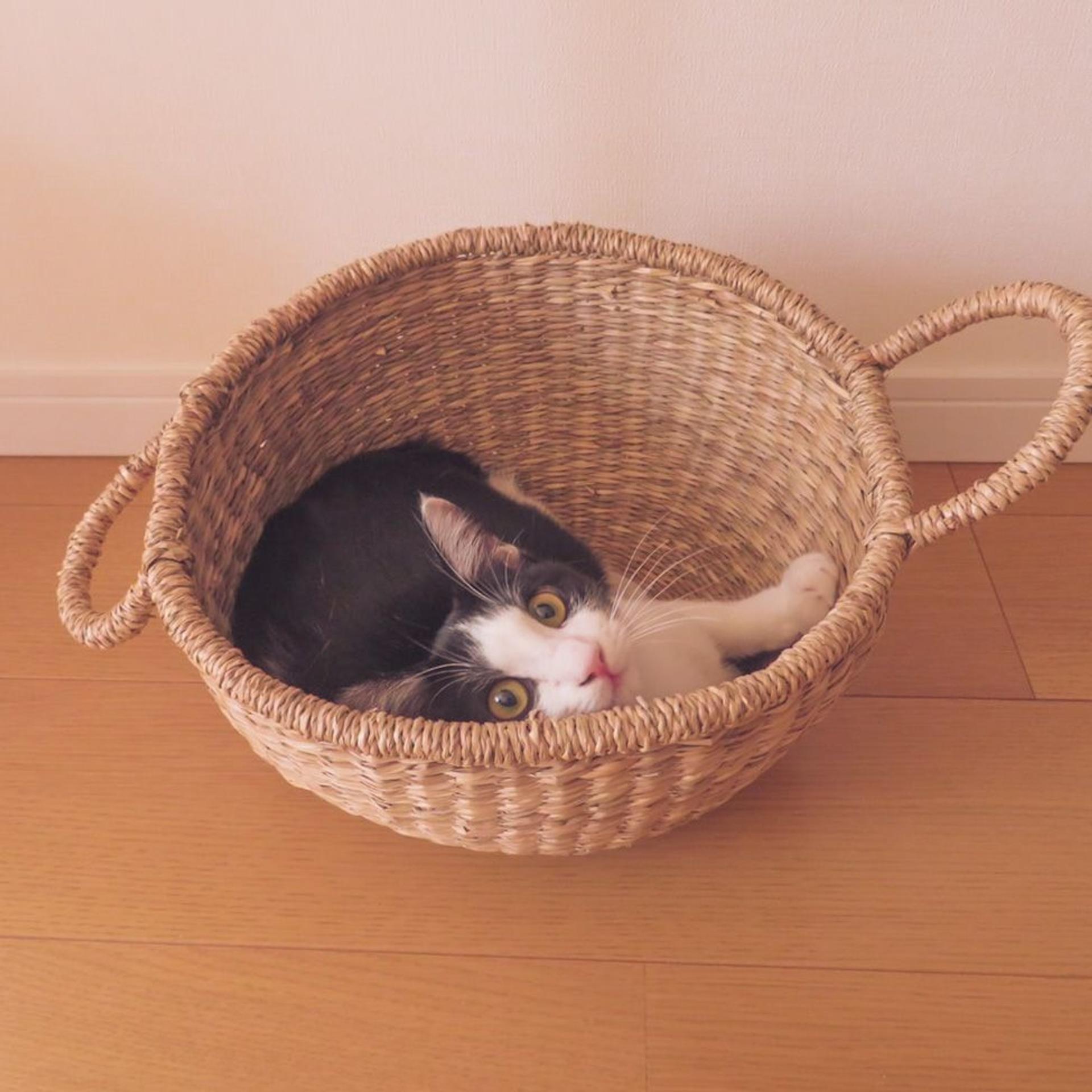 pet-image-4