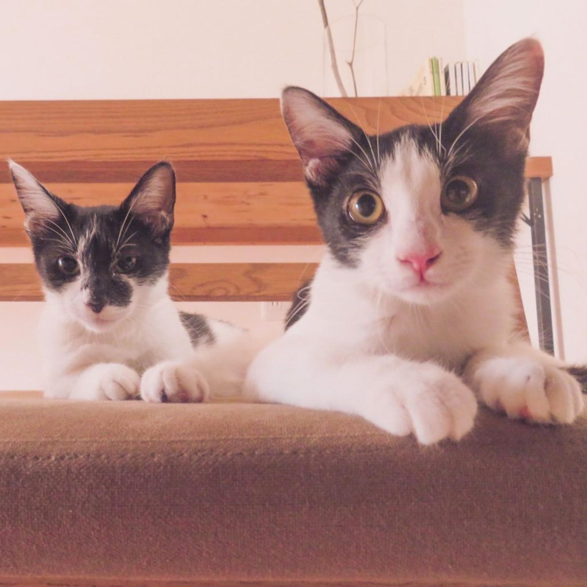 pet-image-5