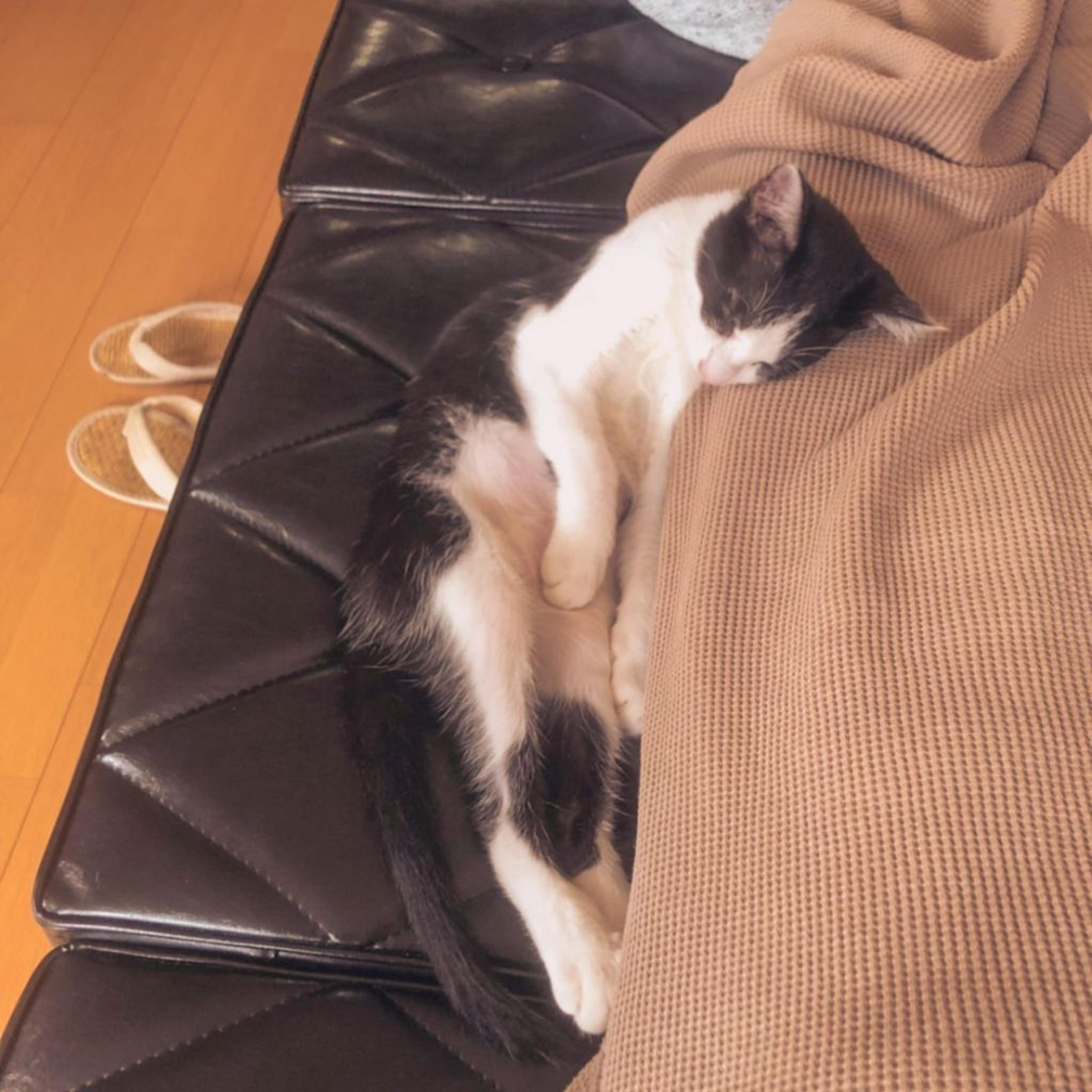 pet-image-7