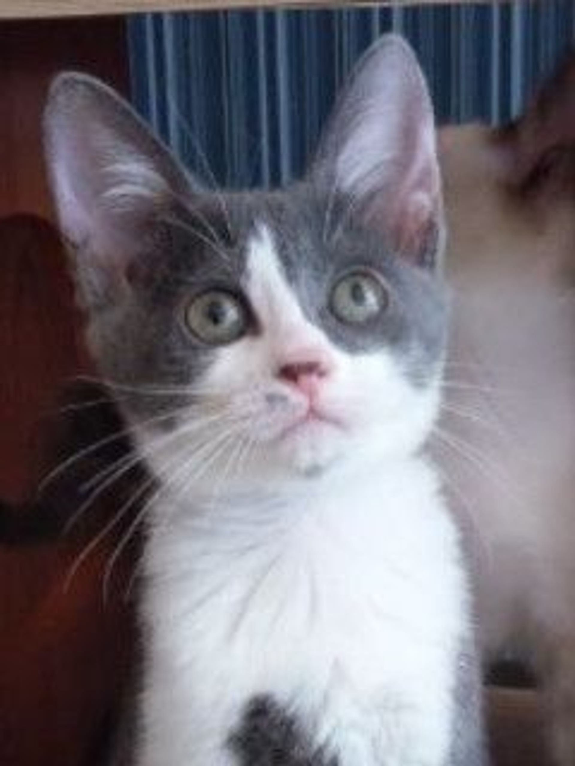 雑種（ミックス猫）・メスの里親募集の写真