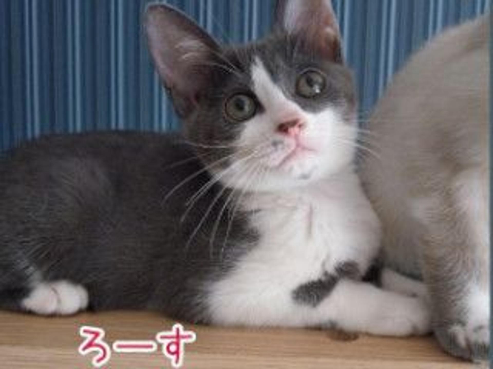 pet-image-4