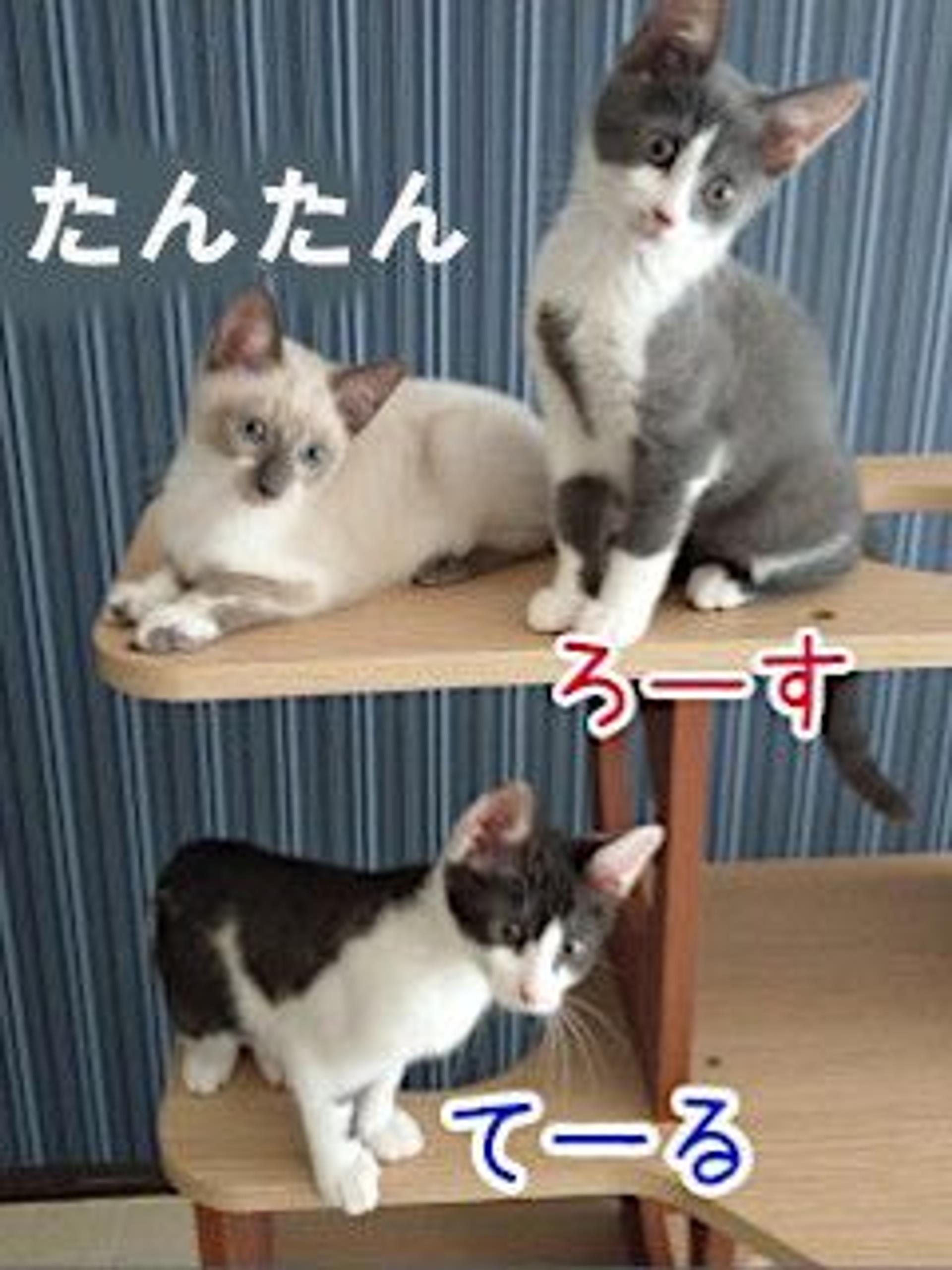 pet-image-6