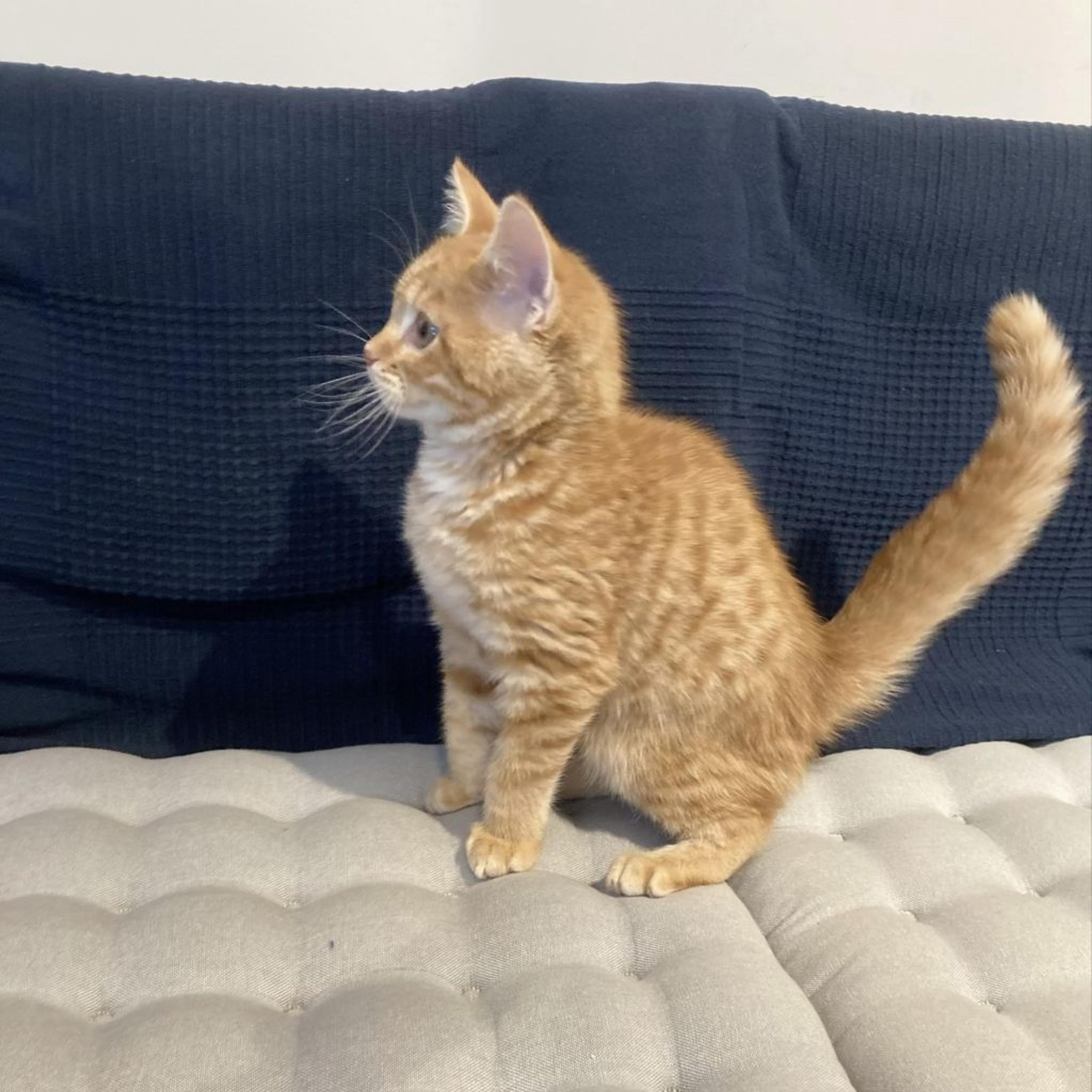 pet-image-4