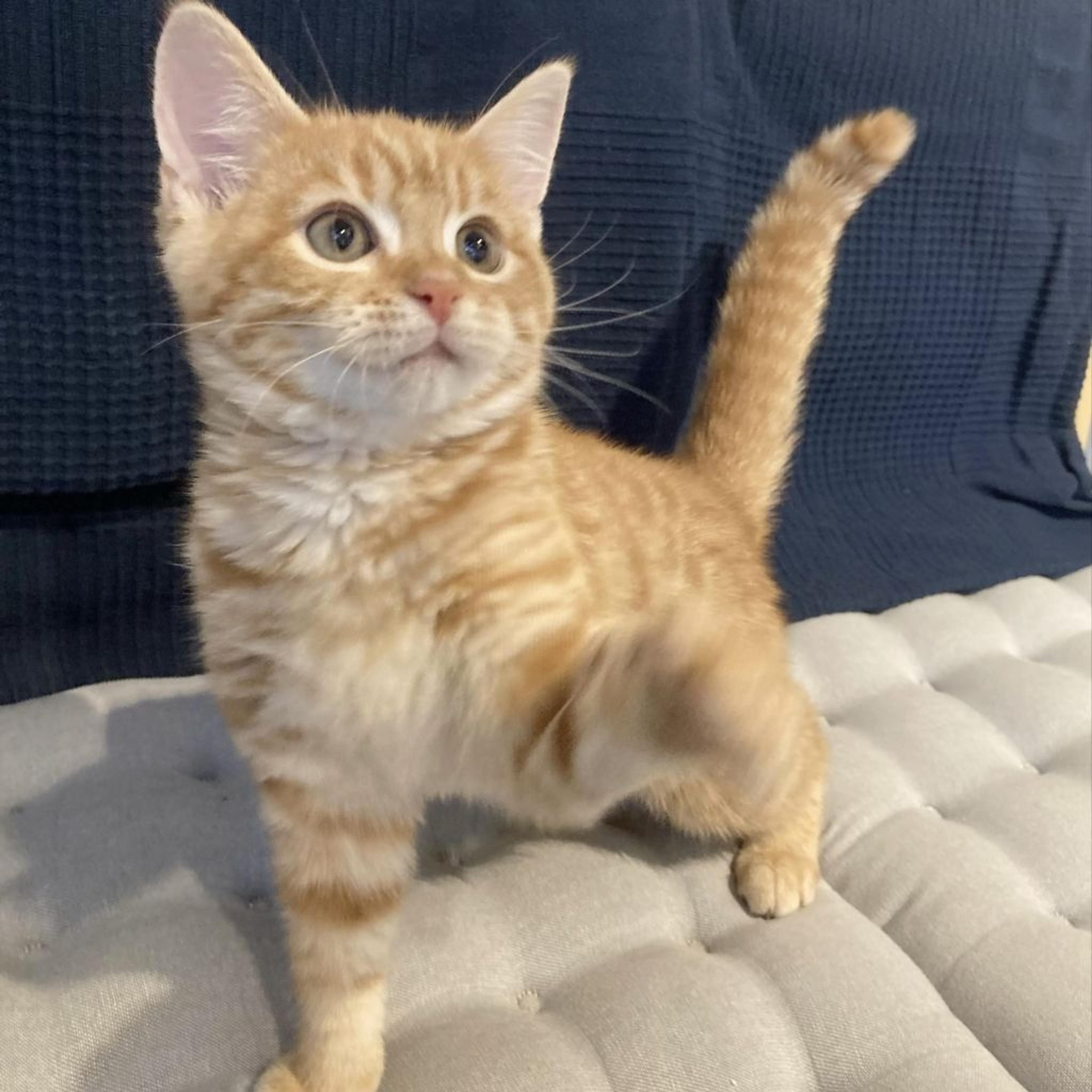 pet-image-5