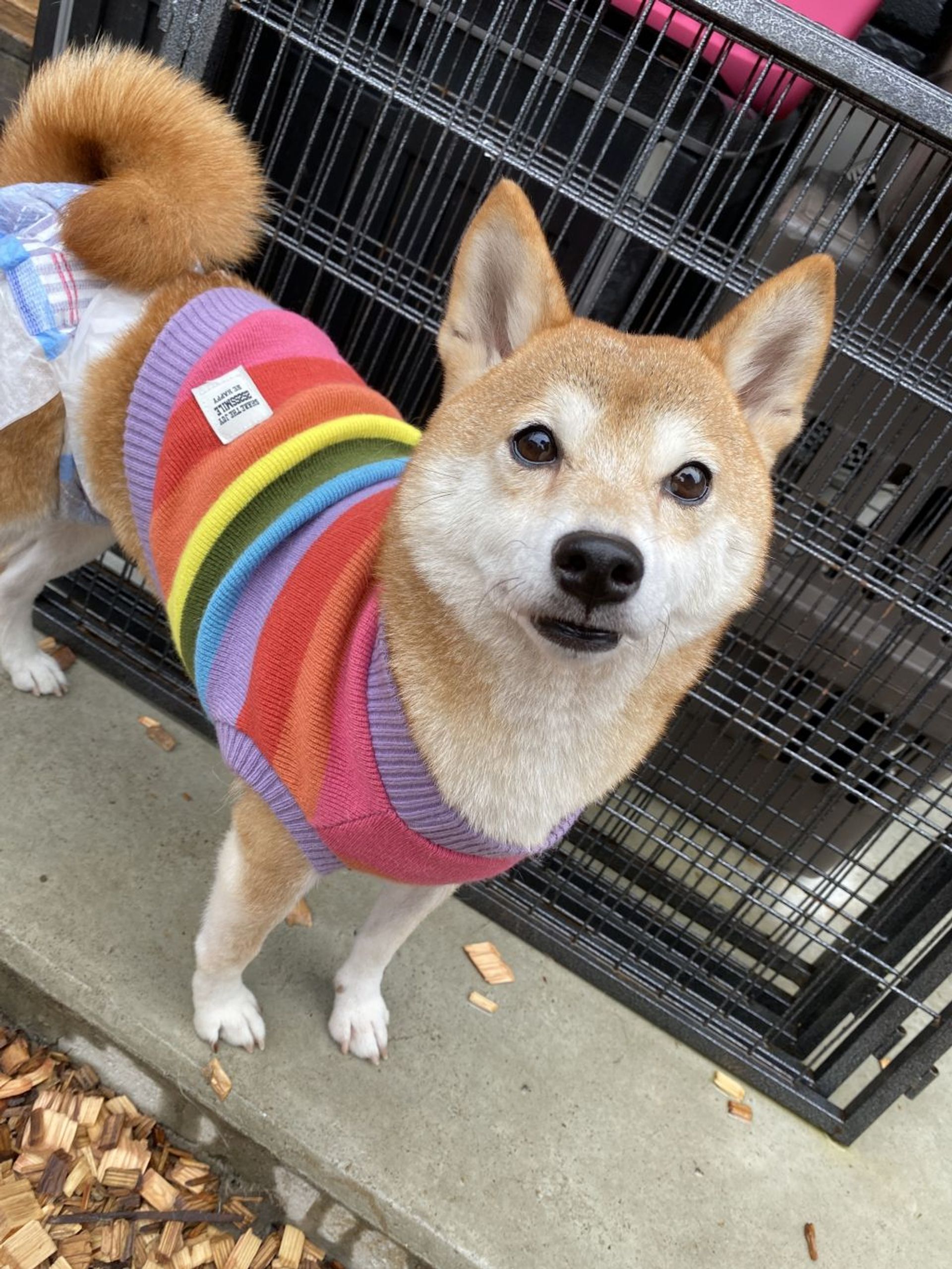 柴犬・メスの里親募集の写真