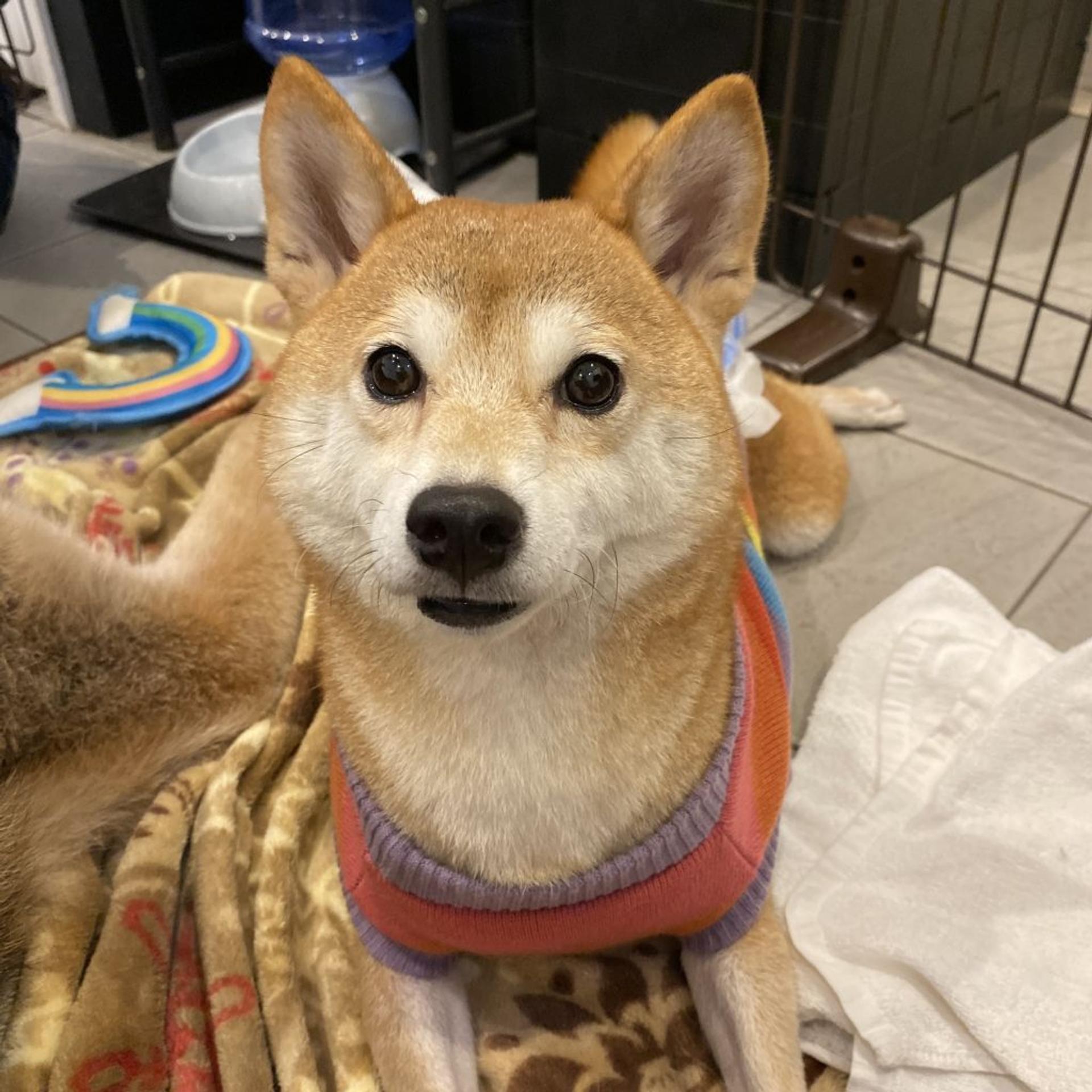pet-image-2