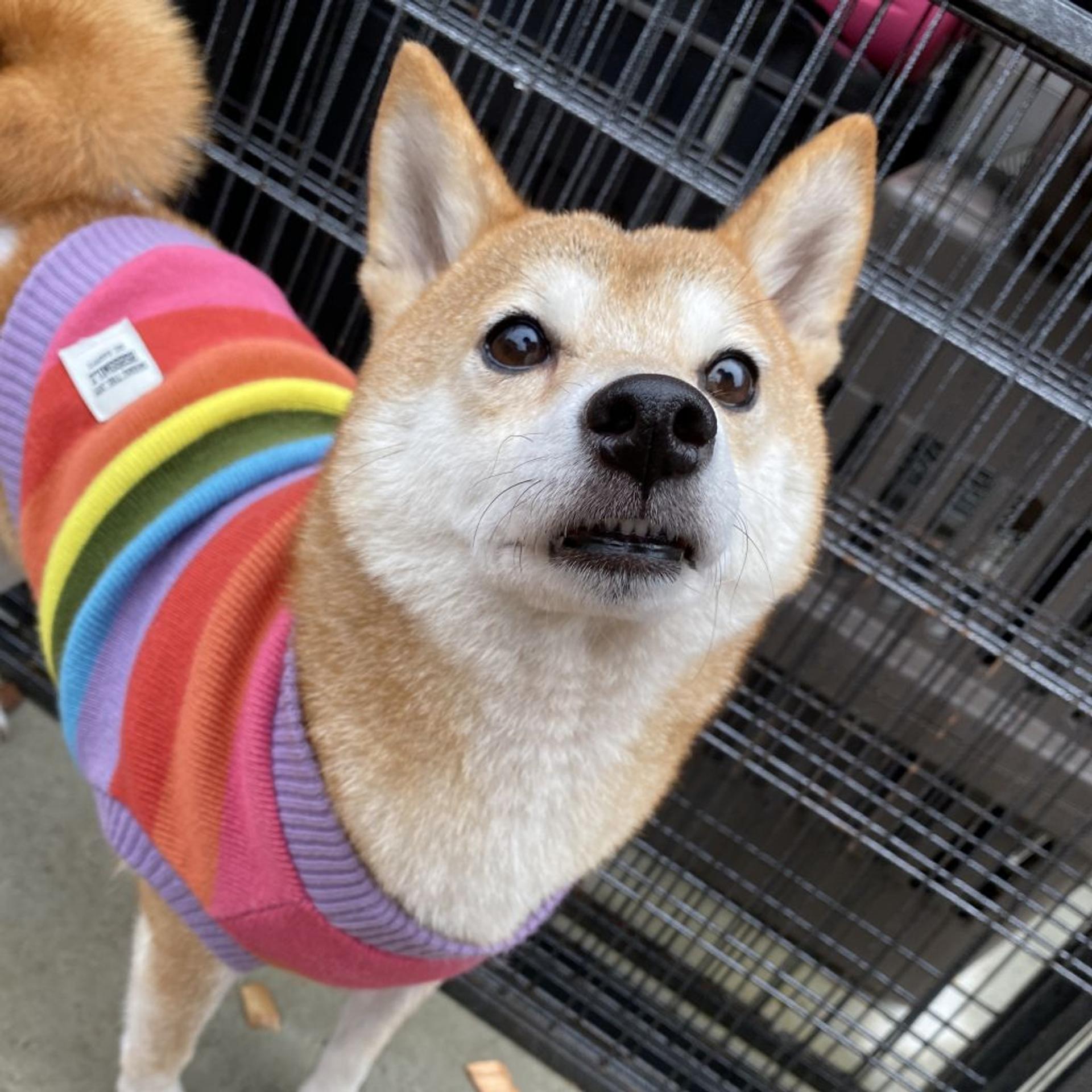 pet-image-3