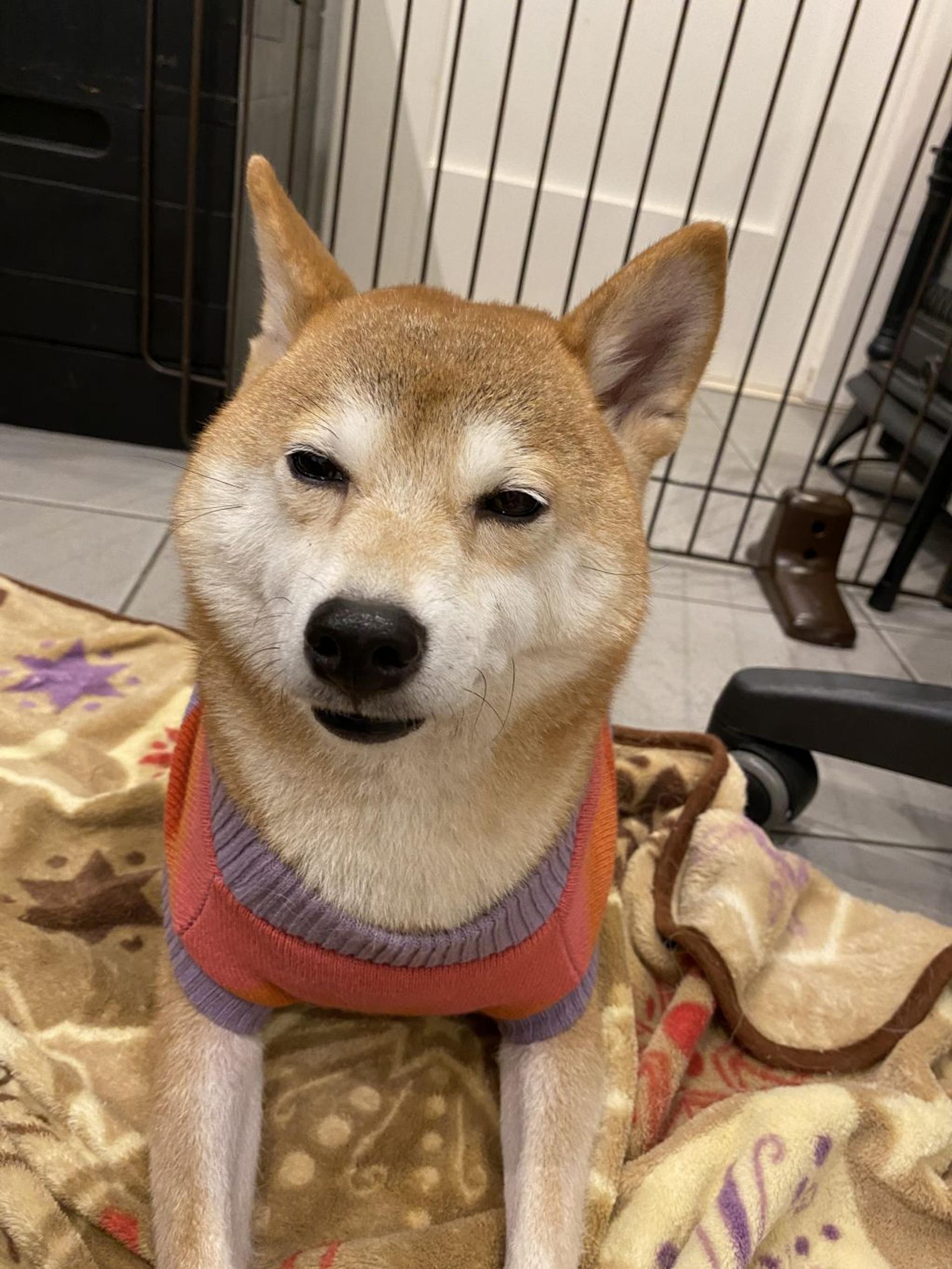 pet-image-4