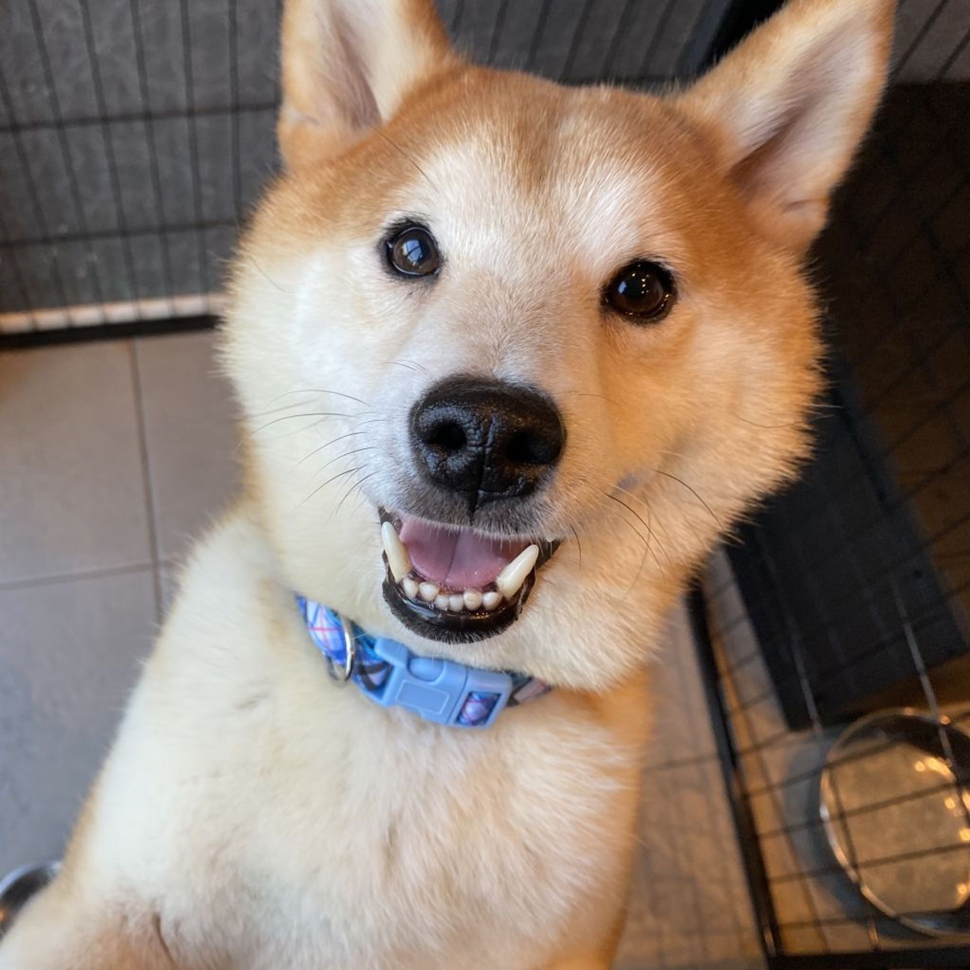 柴犬・オスの里親募集の写真