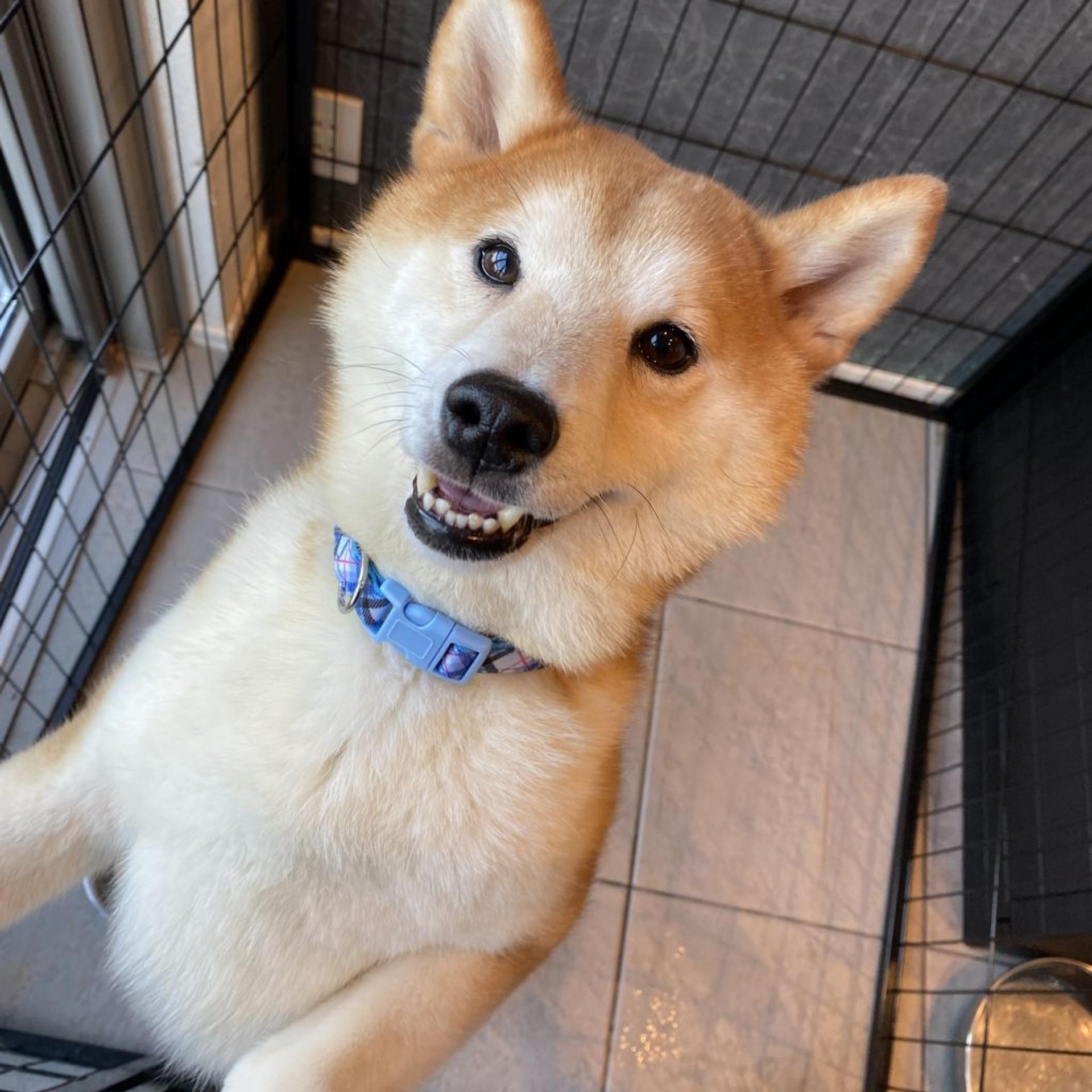 pet-image-5