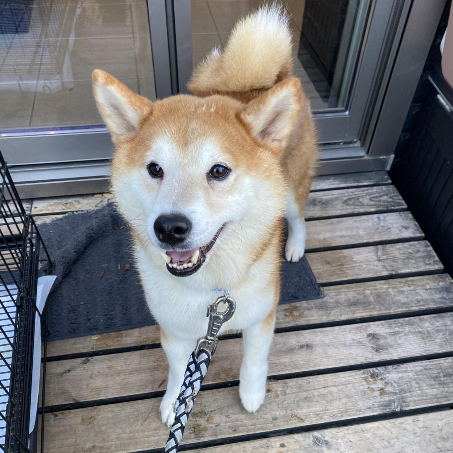 pet-image-6