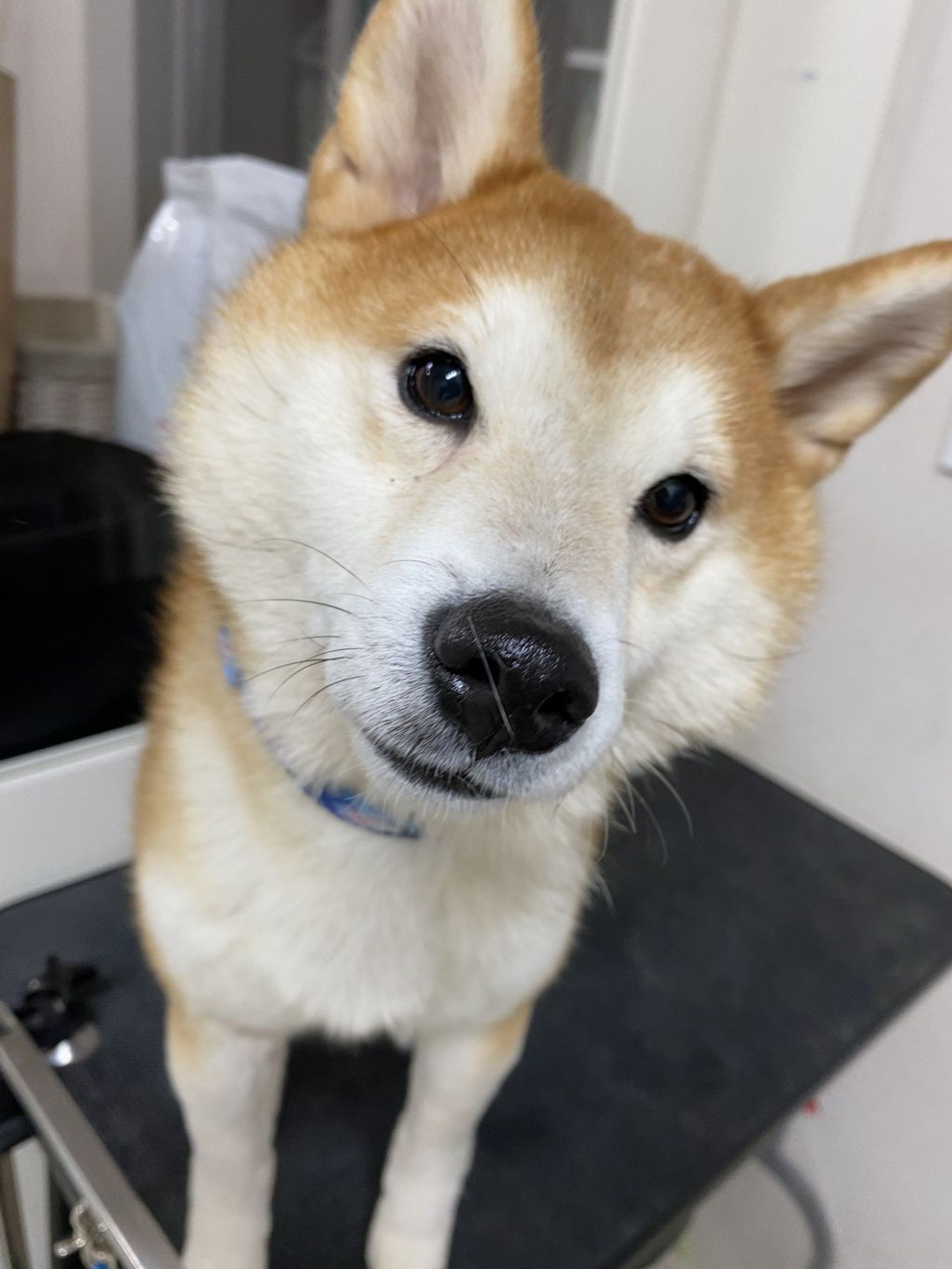 柴犬・オスの里親募集の写真