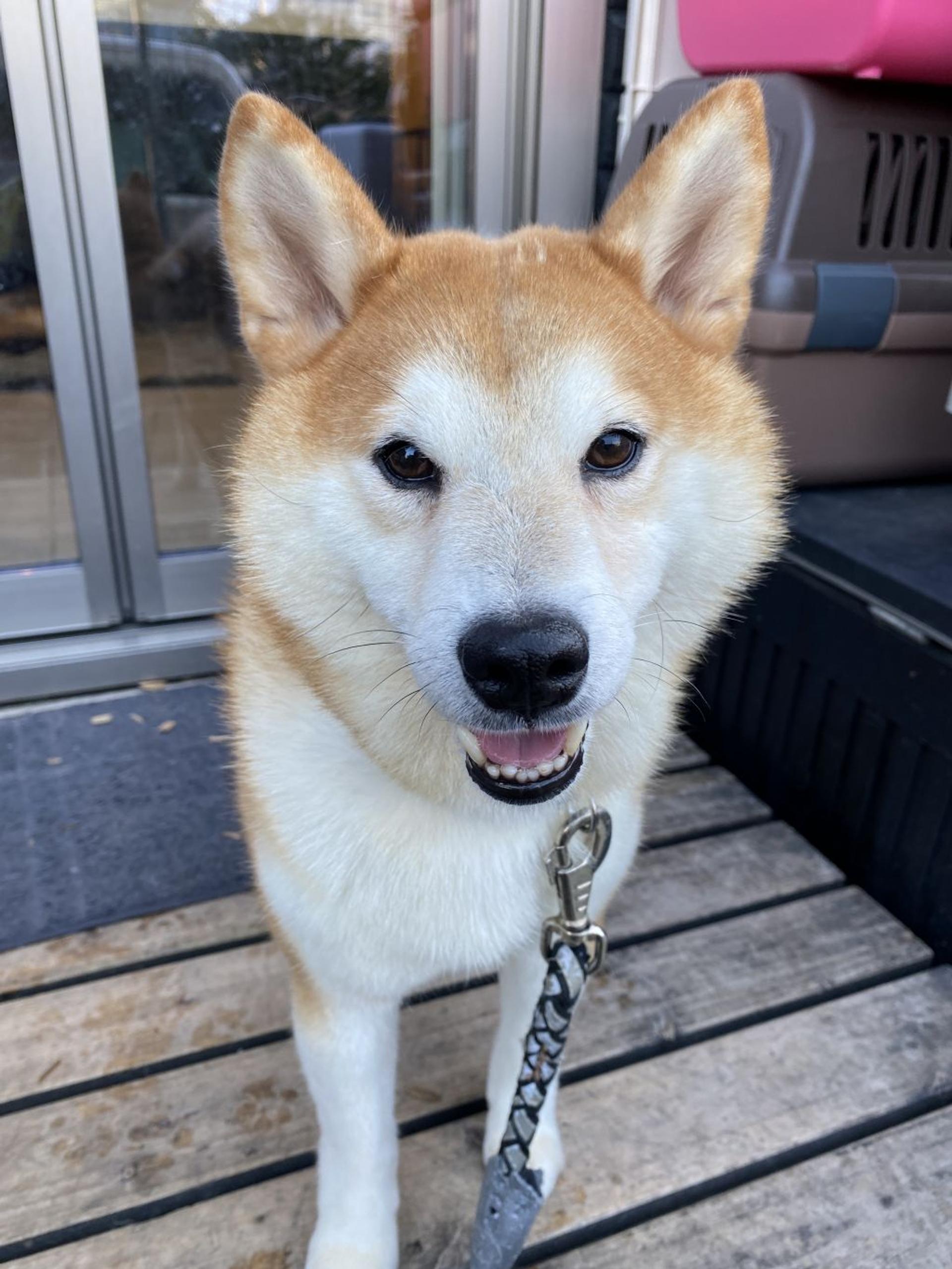 pet-image-4