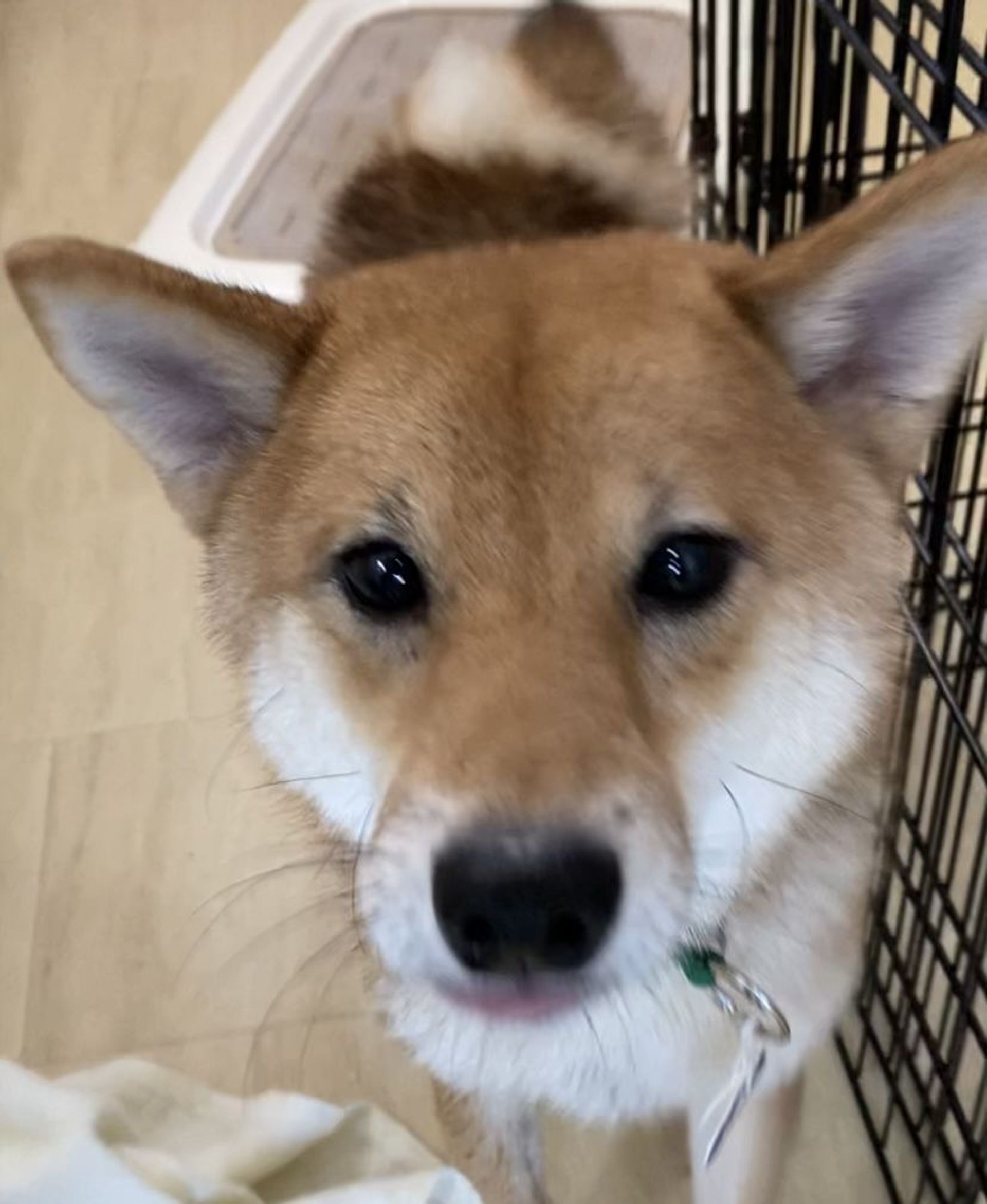 柴犬・オスの里親募集の写真