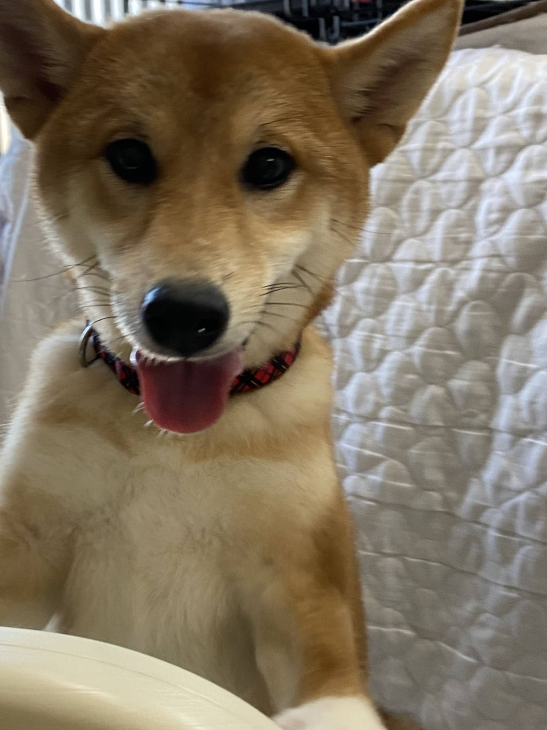 柴犬・メスの里親募集の写真
