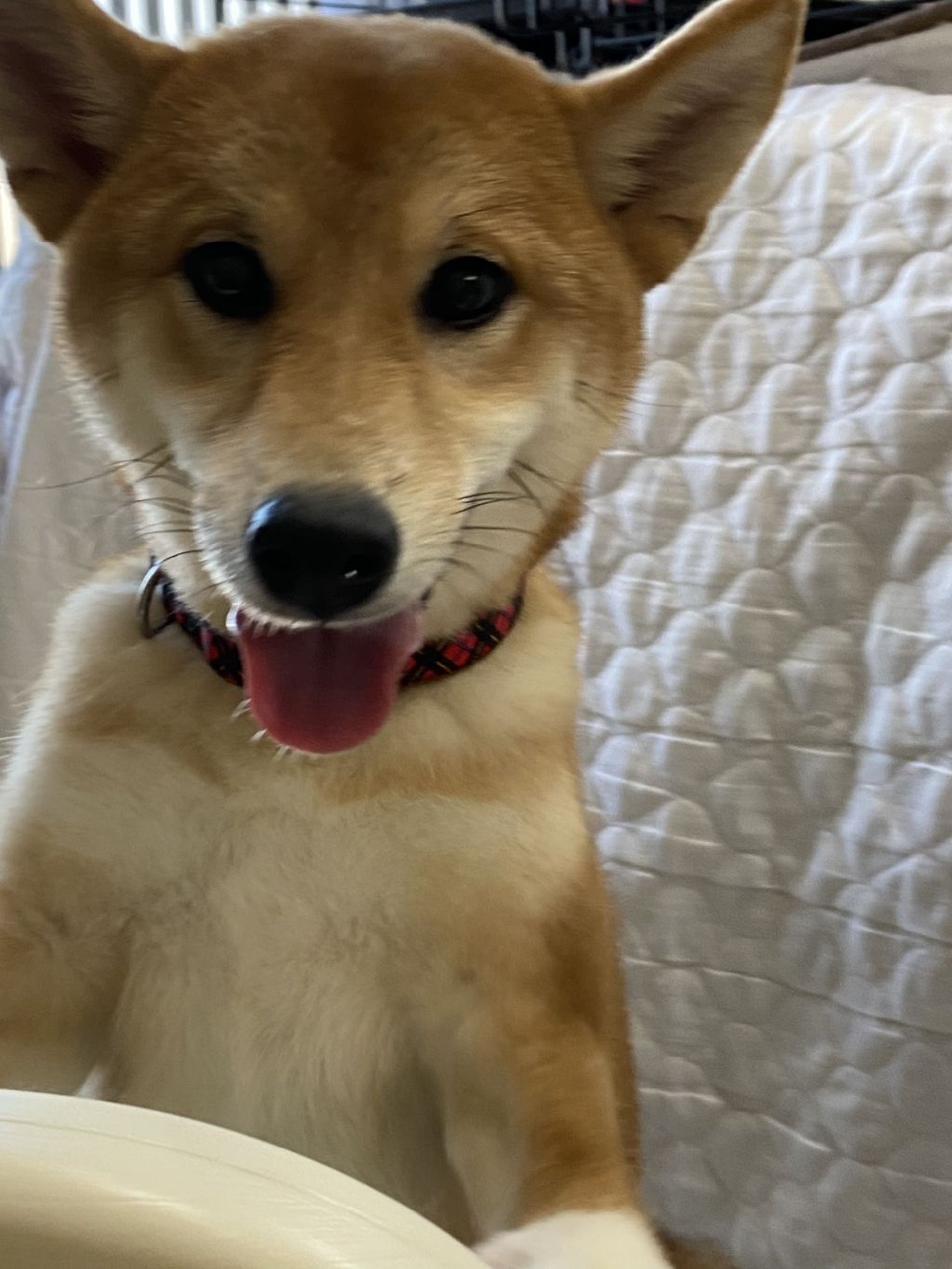 柴犬・メスの里親募集の写真
