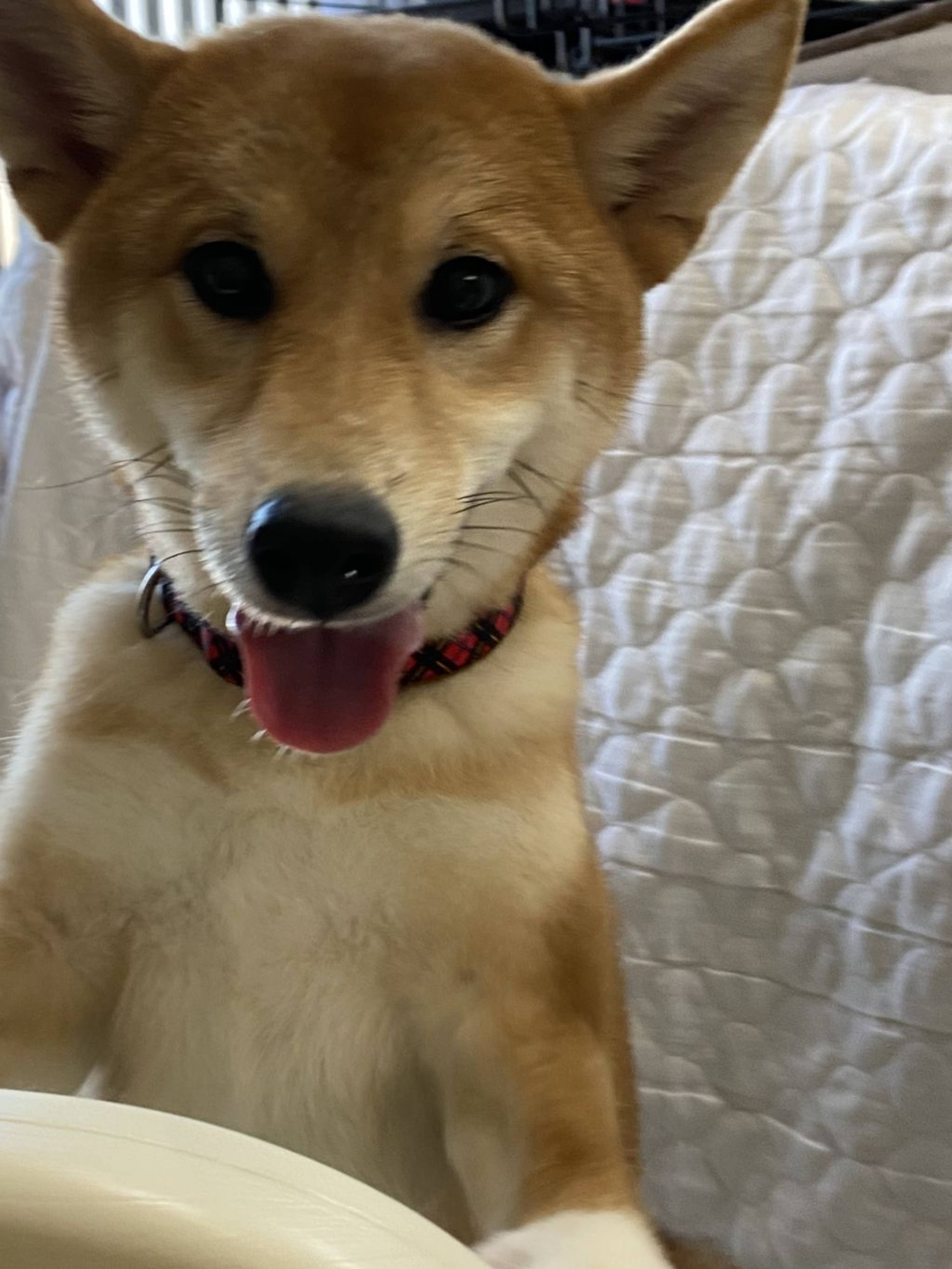 柴犬・メスの里親募集の写真