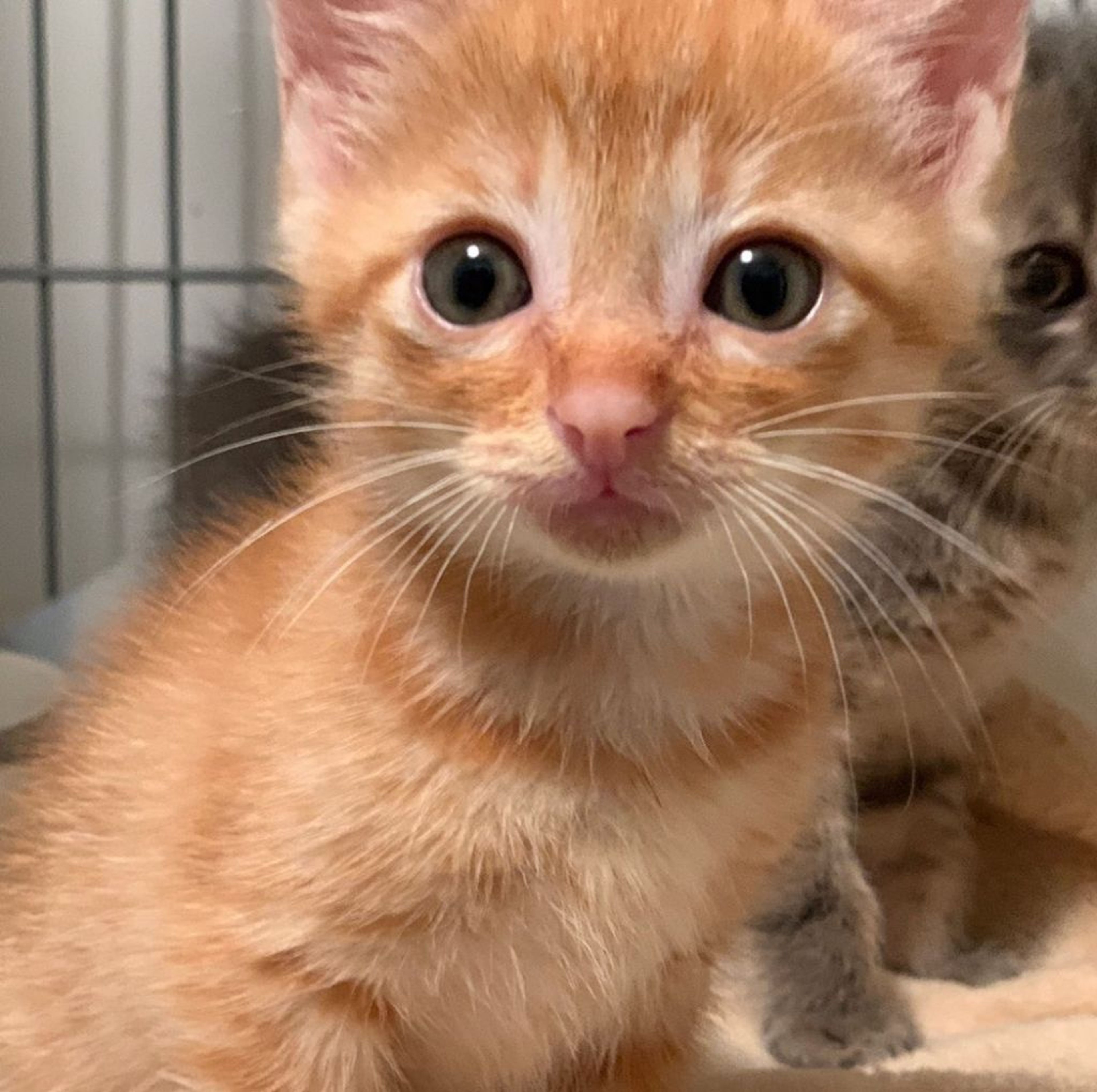 雑種（ミックス猫）・メスの里親募集の写真