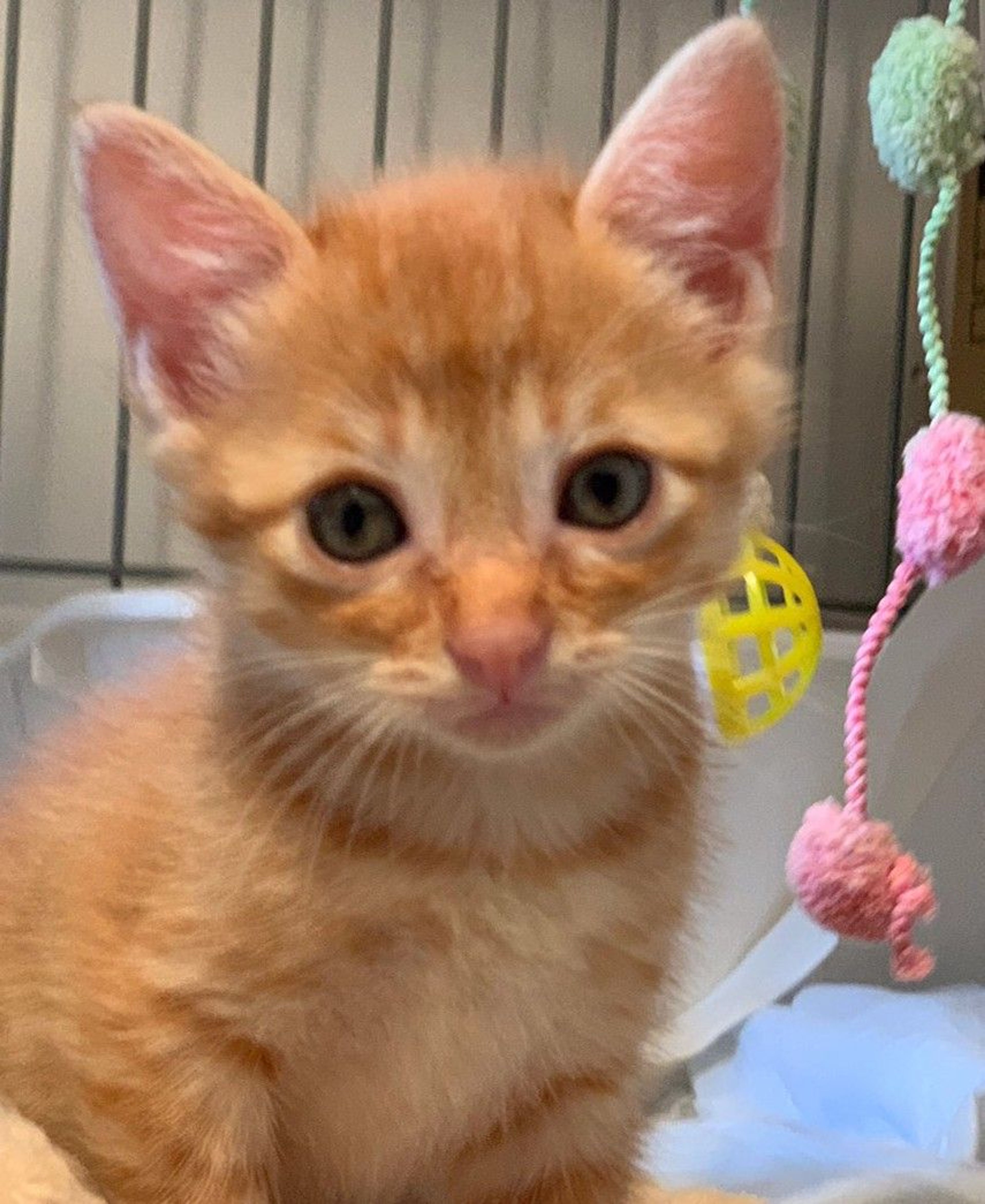 pet-image-2