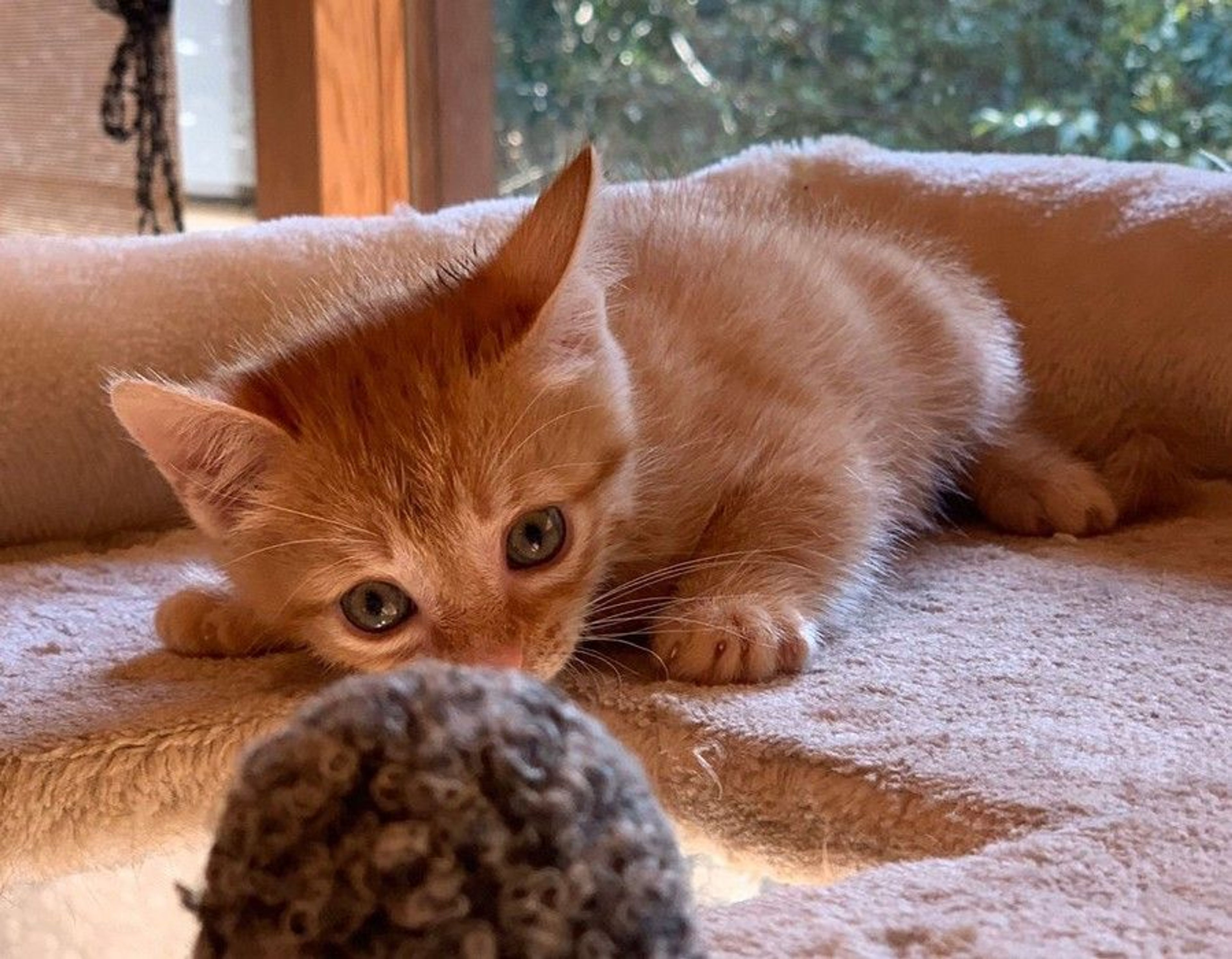 pet-image-4