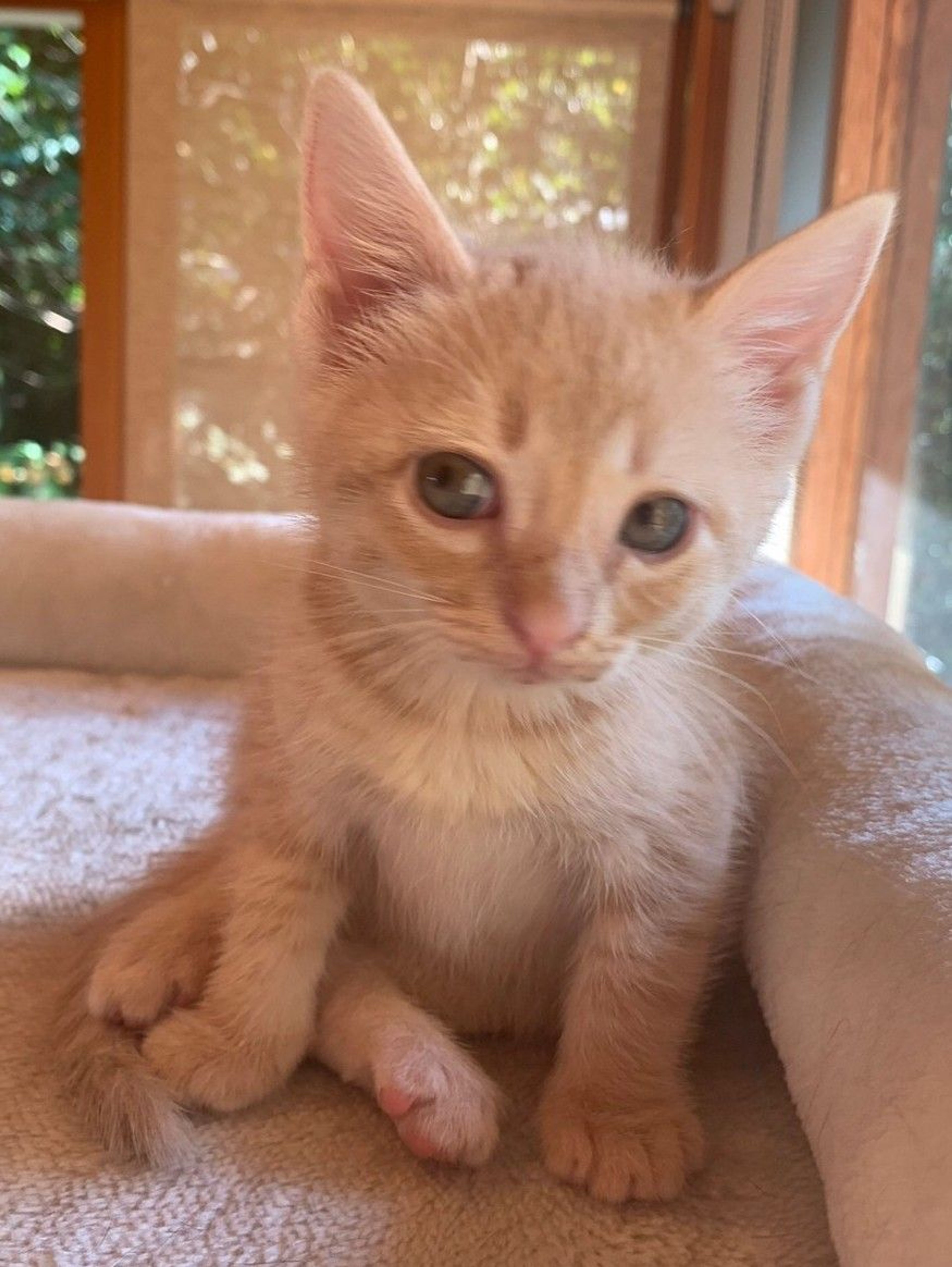 pet-image-3