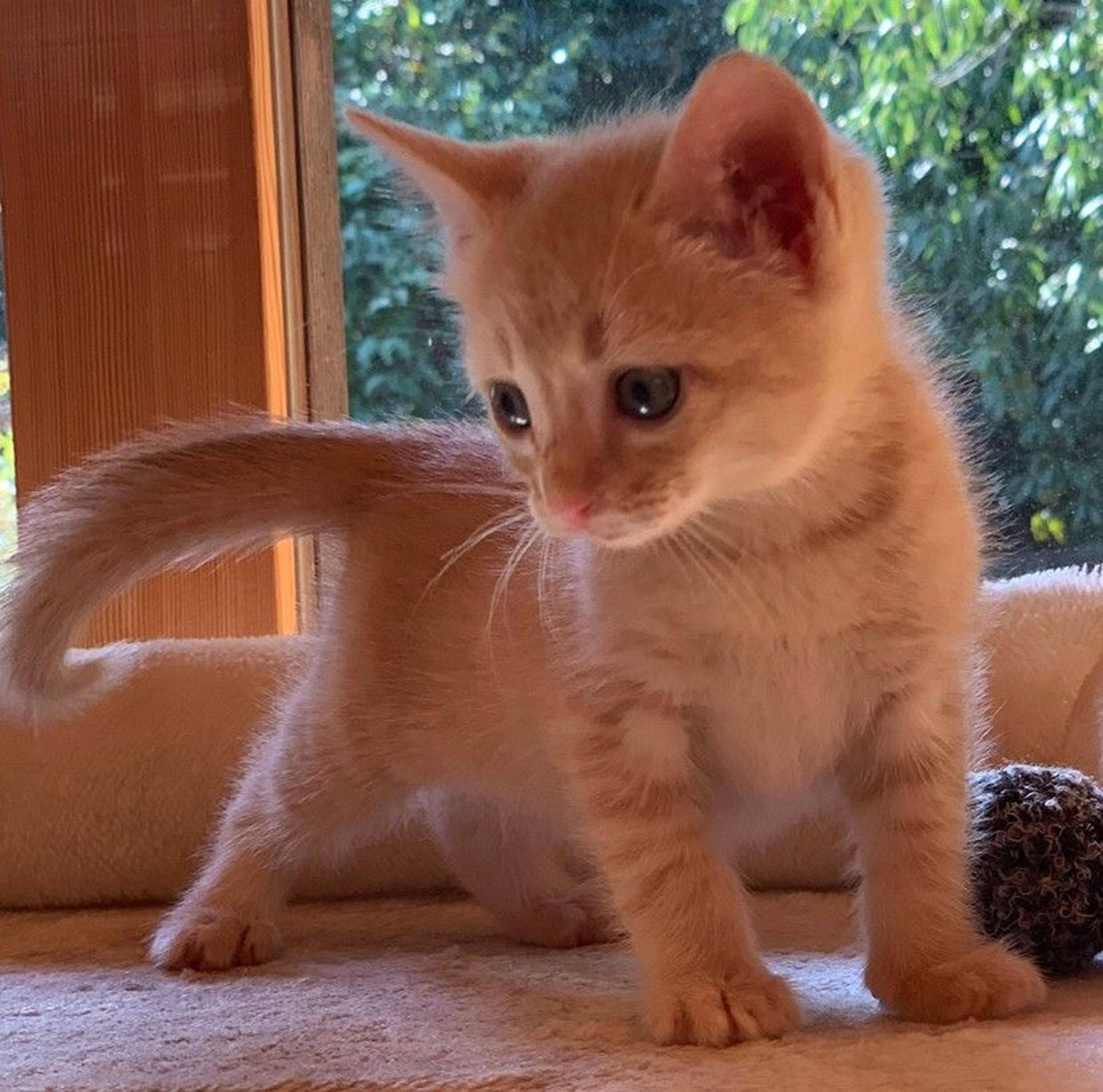 pet-image-4