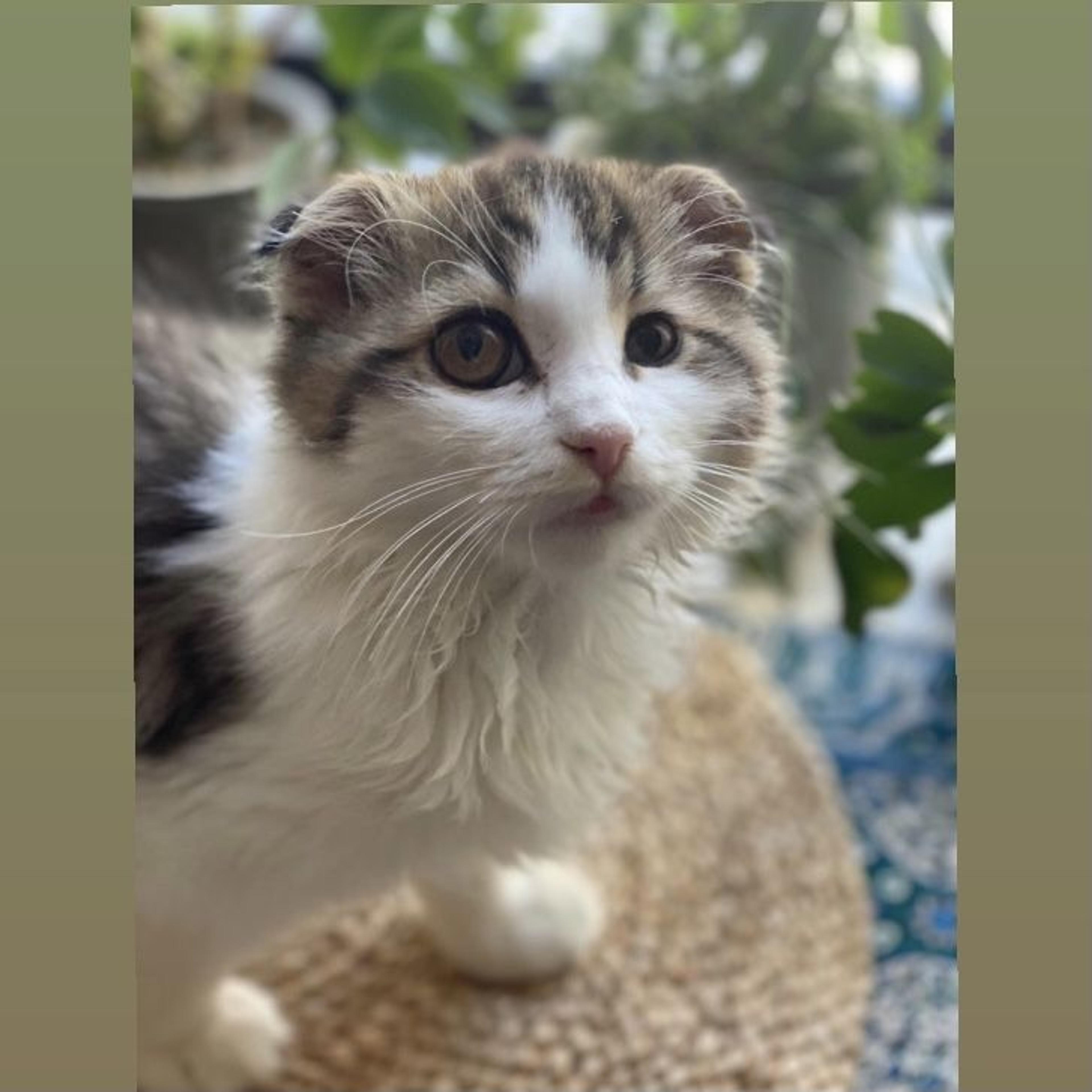 pet-image-3
