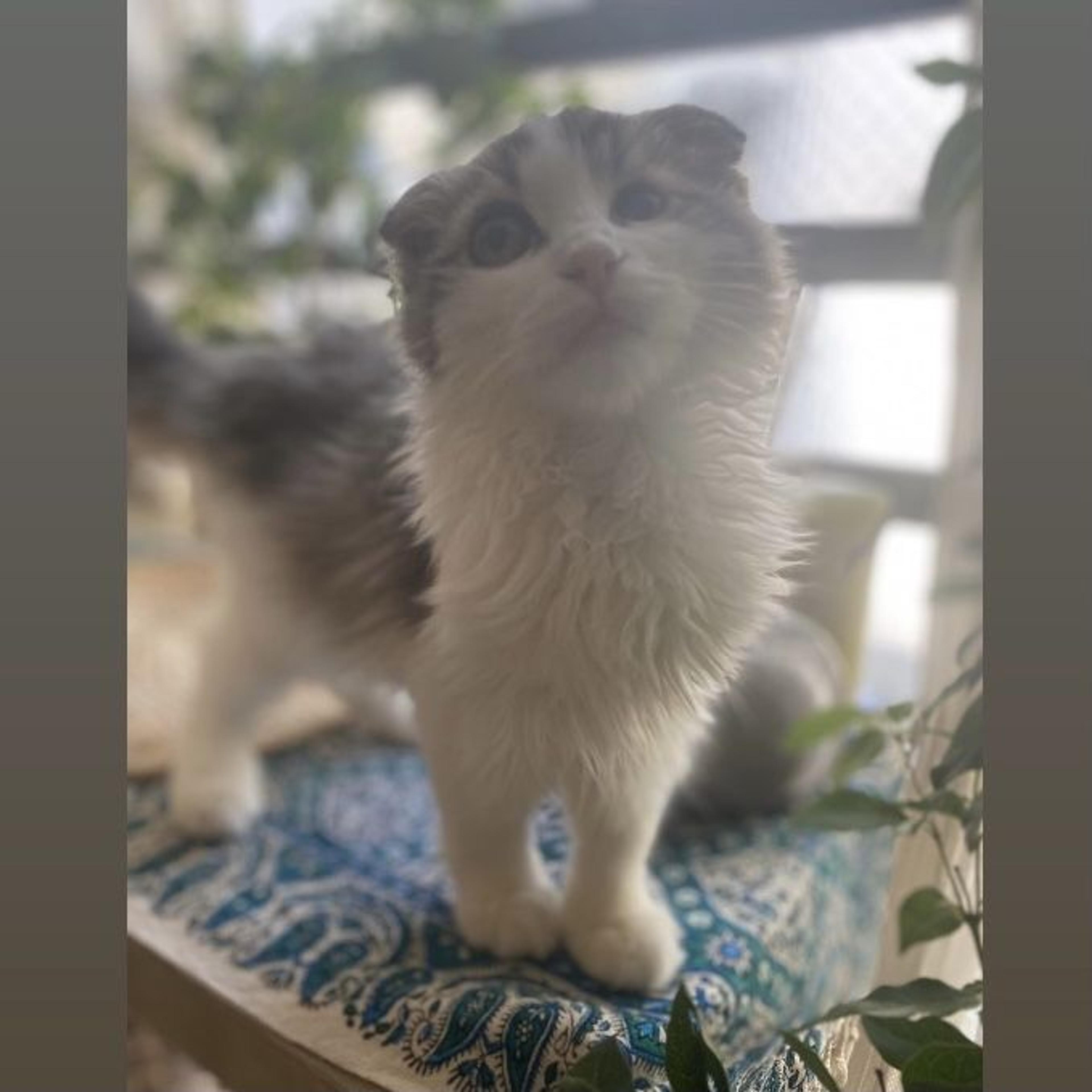 pet-image-4