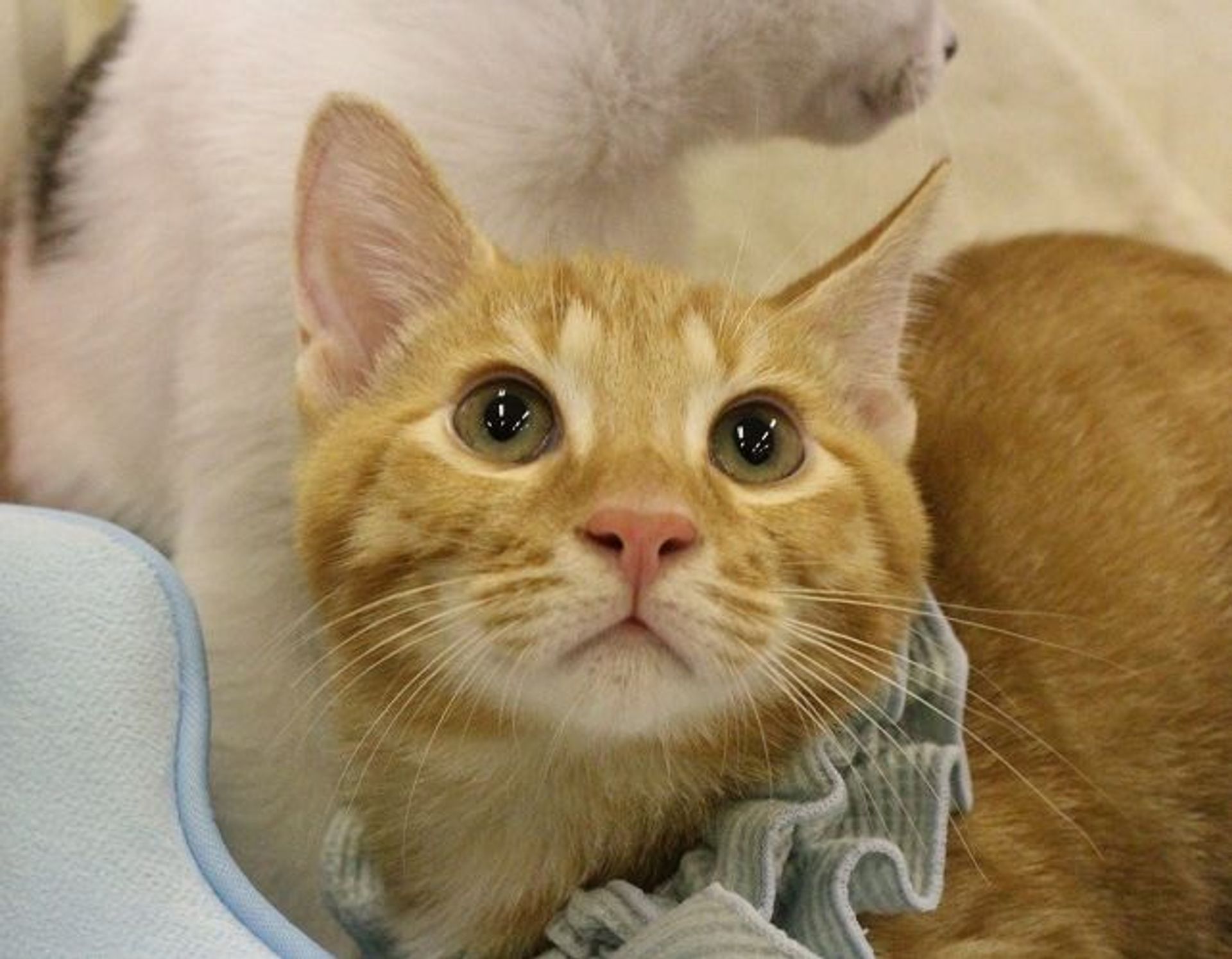 雑種（ミックス猫）・オスの里親募集の写真
