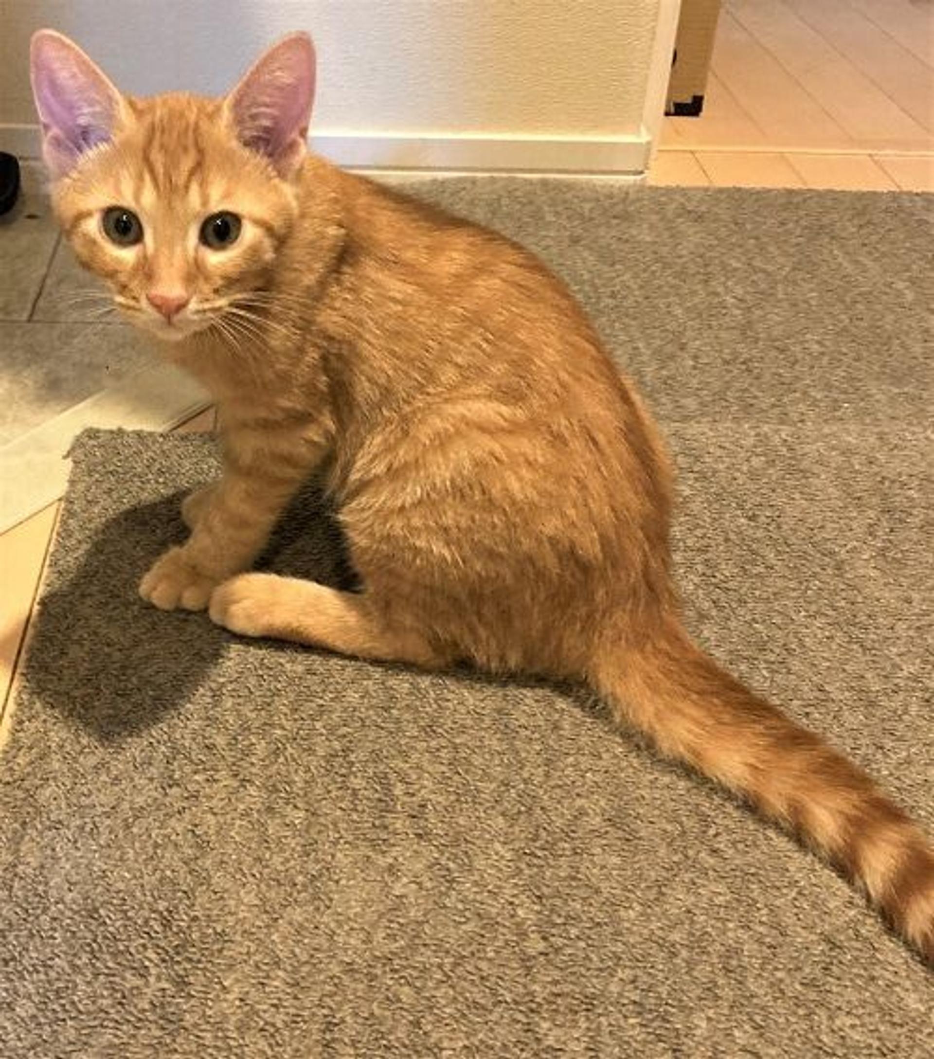 pet-image-2