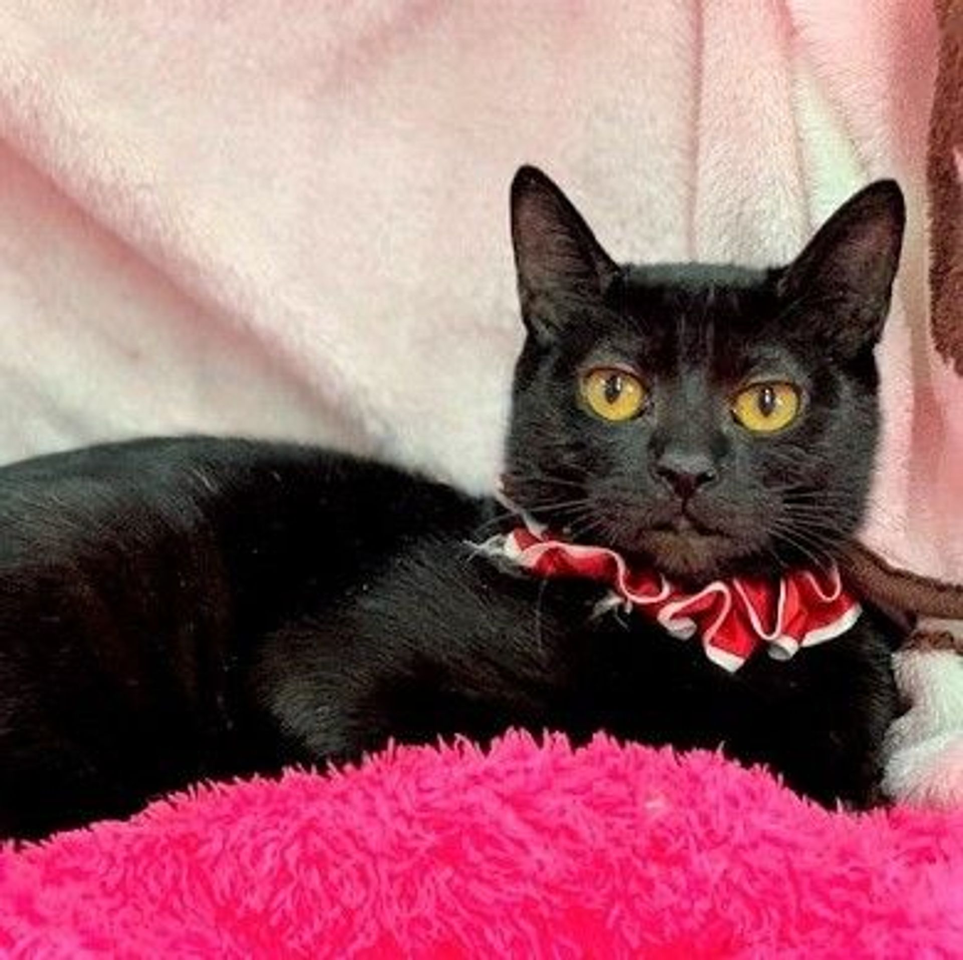 雑種（ミックス猫）・オスの里親募集の写真