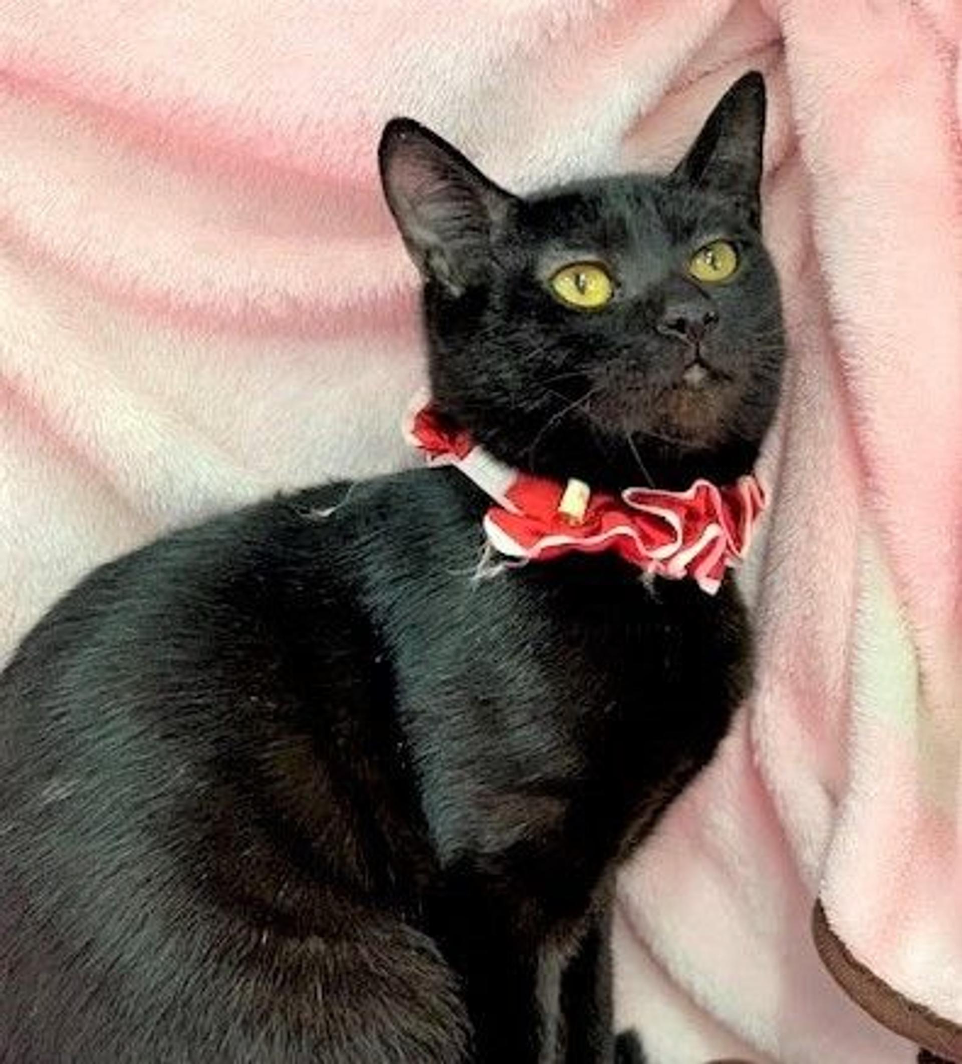 pet-image-3