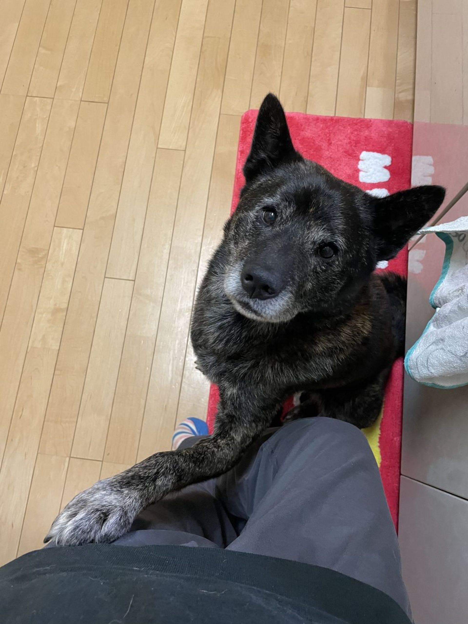甲斐犬・オスの里親募集の写真